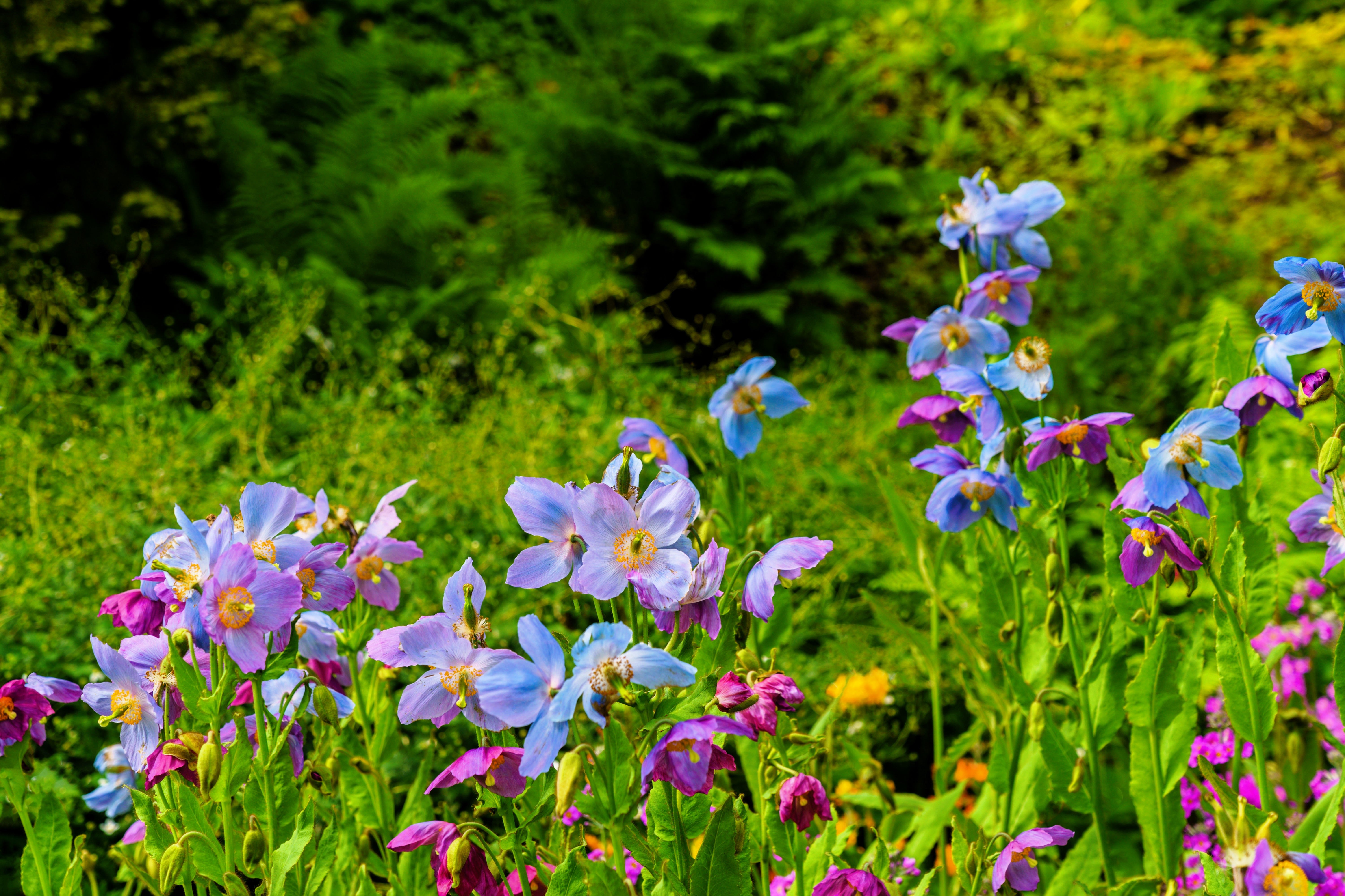 10 MIXED HIMALAYAN POPPY Blue Red Violet Meconopsis Napaulensis