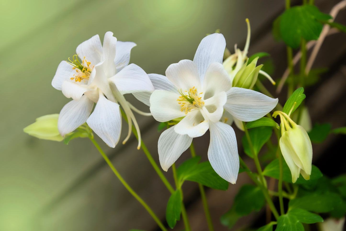 25 CRYSTAL STAR White COLUMBINE Aquilegia Caerulea Flower Seeds