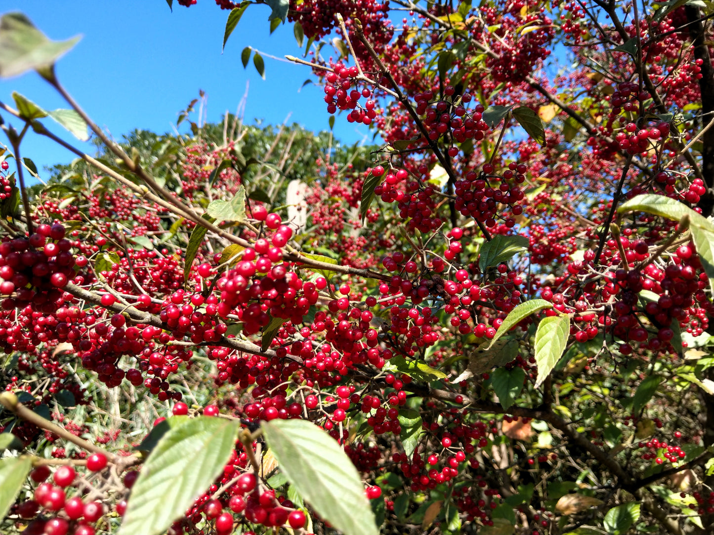 50 RED CHOKEBERRY Aronia Arbutifolia White Flower Fruit Shrub Seeds