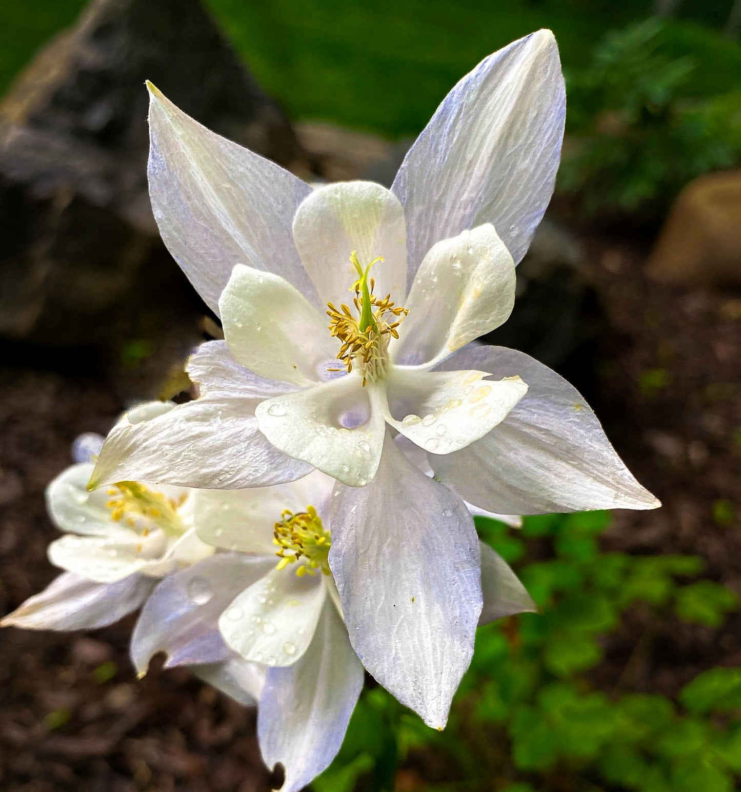 25 CRYSTAL STAR White COLUMBINE Aquilegia Caerulea Flower Seeds