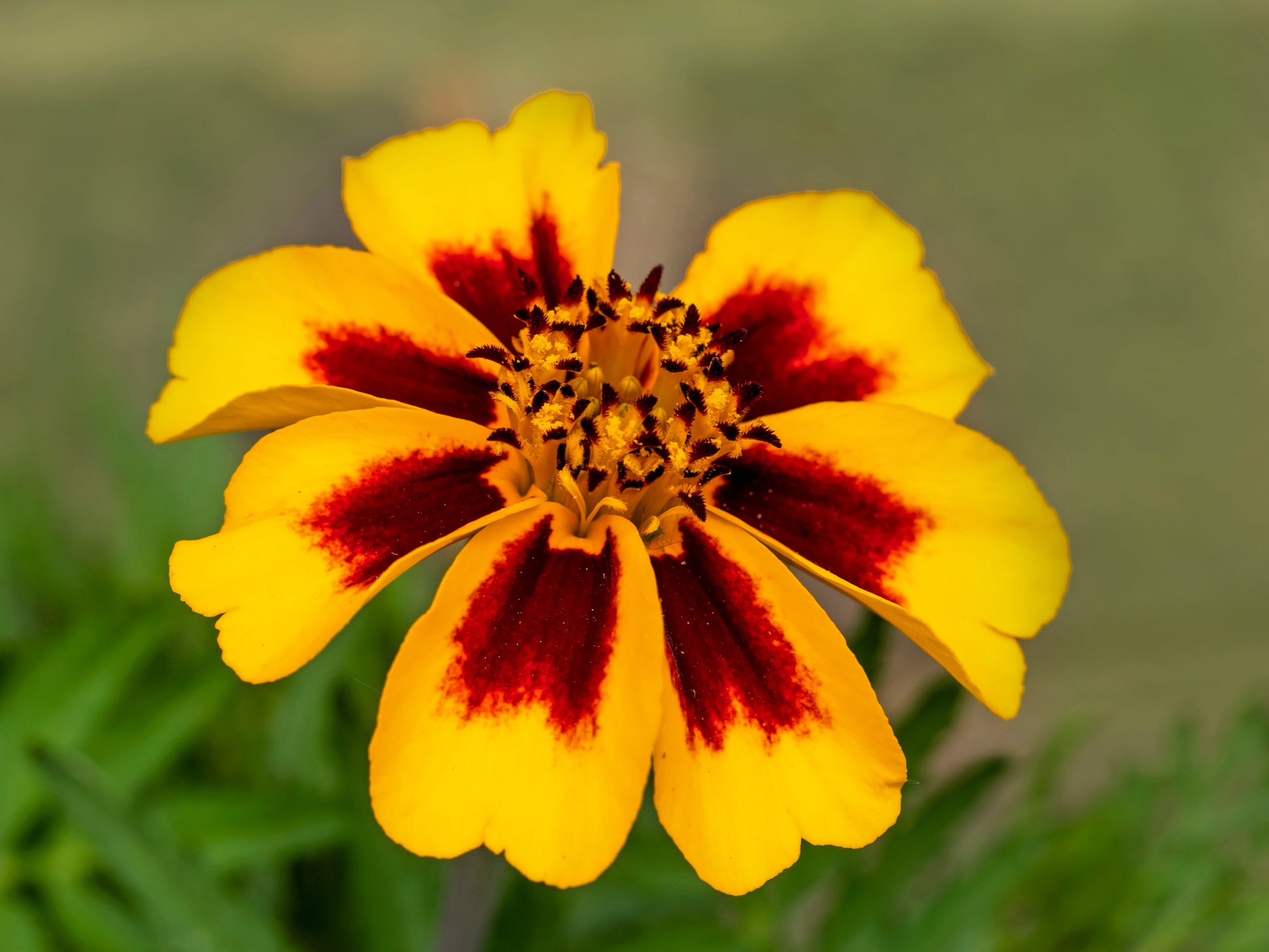 yellow french marigold seeds 400 Dainty MARIETTA FRENCH MARIGOLD Dwarf Tagetes Patula Red & Yellow – Seedville USA
