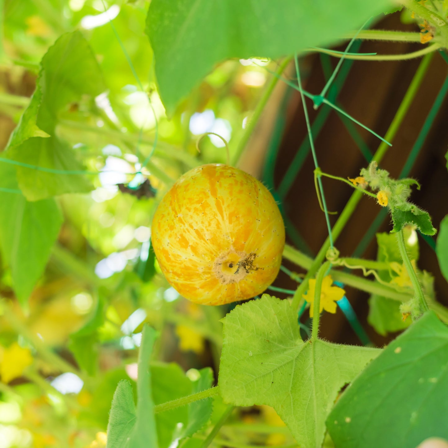 100 LEMON CUCUMBER Cucumis Sativus Fruit Vegetable Seeds