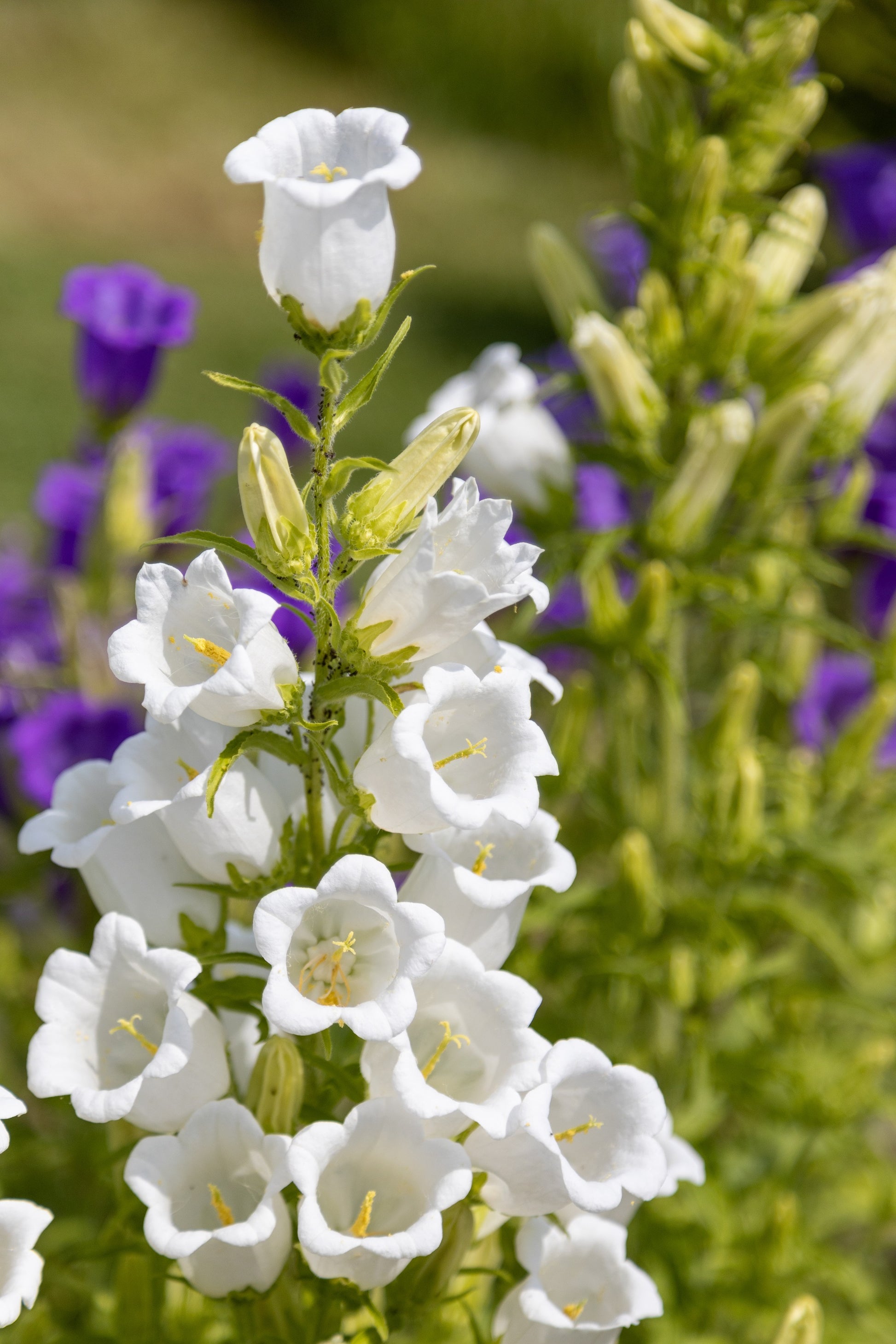 canterbury bell flower seeds 200 White CANTERBURY BELLS