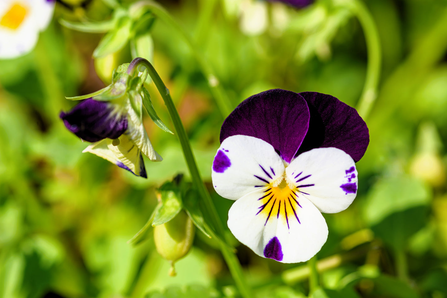 100 JOHNNY JUMP UP Violet Viola Tricolor Flower Seeds