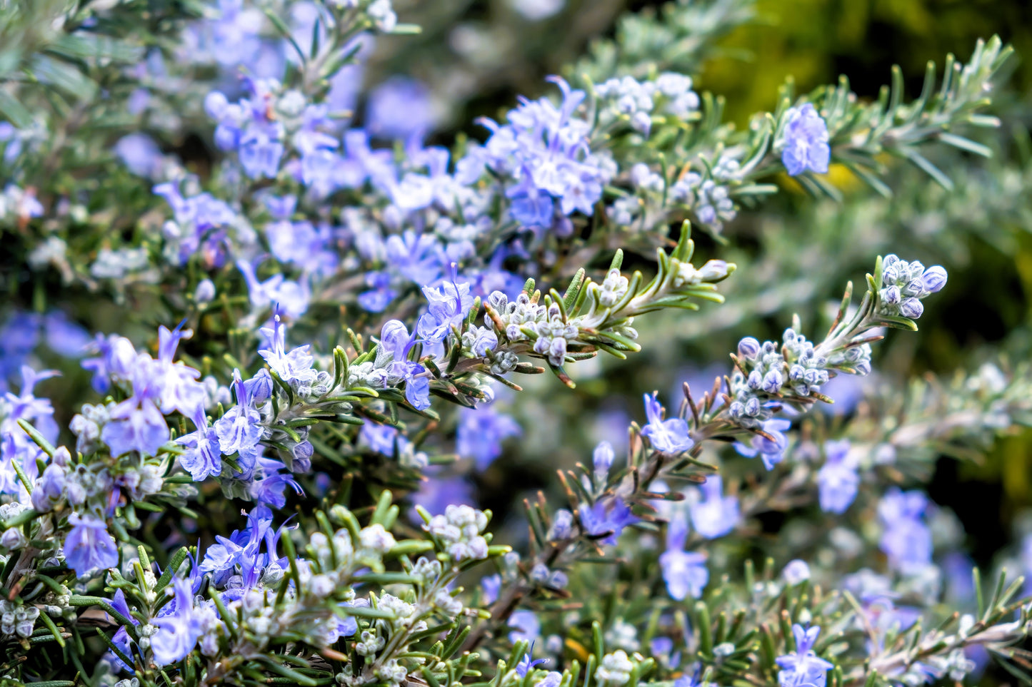 100 ROSEMARY Rosmarinus Officinalis Herb Flower Seeds