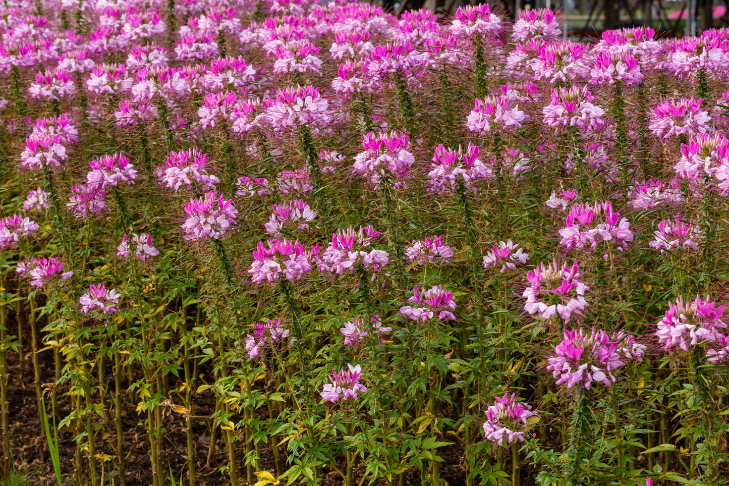 200 ROSE QUEEN CLEOME Hassleriana Spinosa Pink Spider Flower Seeds