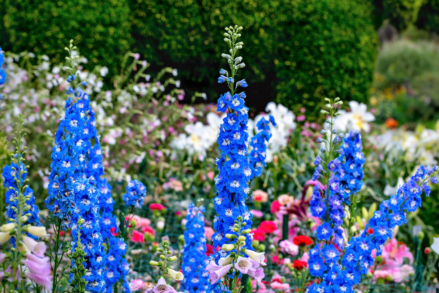 100 ROCKET LARKSPUR DELPHINIUM Consolida Giant Imperial Mixed Colors Flower Seeds