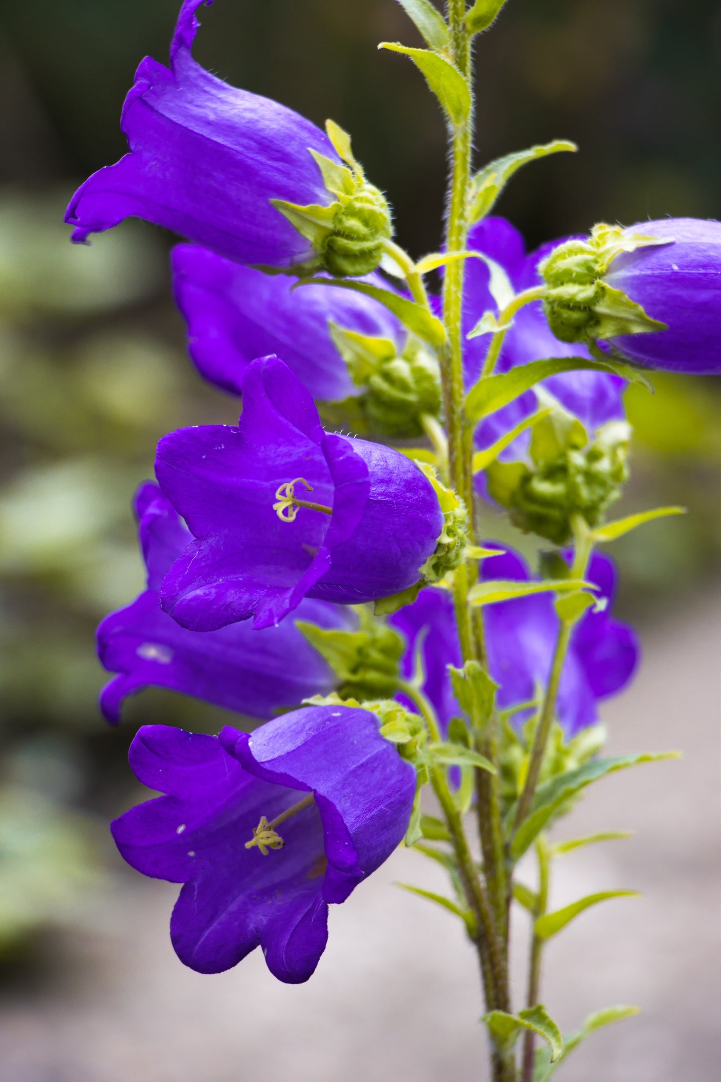 200 Blue CANTERBURY BELLS - CAMPANULA Medium Flower Seeds