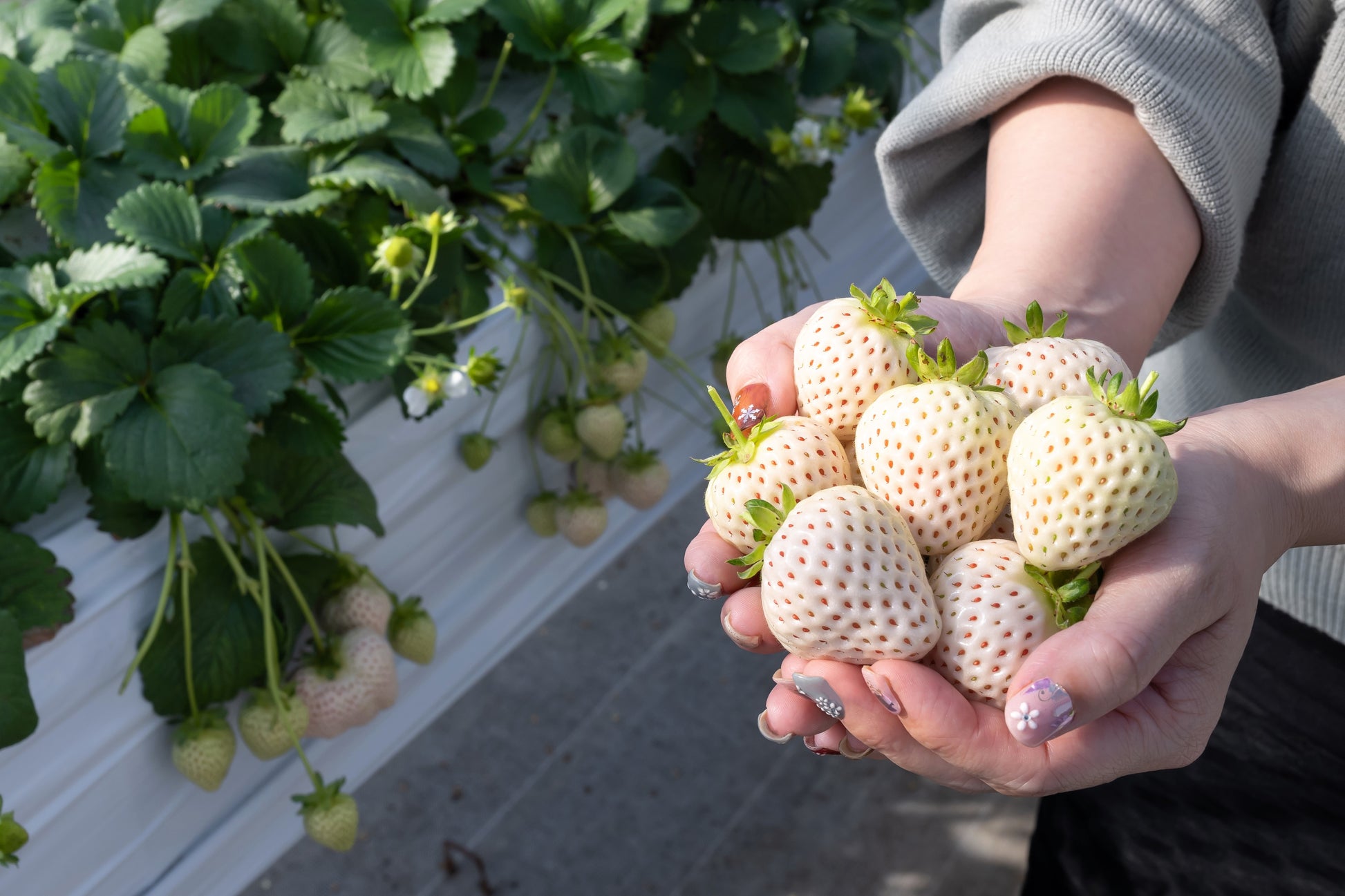 wild white strawberry seeds 100 WHITE SOUL STRAWBERRY Fragaria Vesca Fruit Flower Berry Seeds – Seedville USA