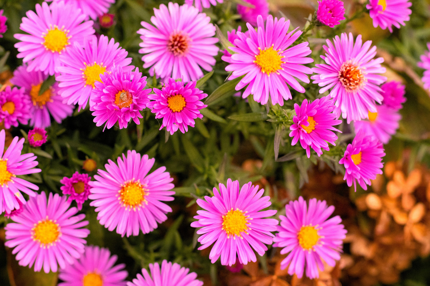 100 Pink NEW ENGLAND ASTER Aster Novae var Angliae Flower Seeds