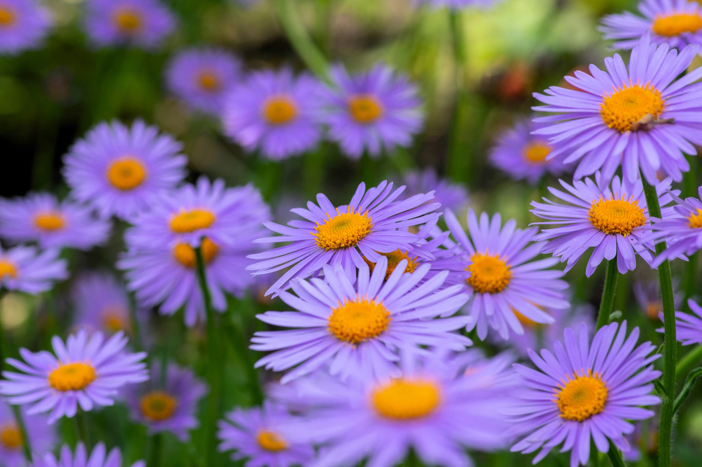 50 Blue EAST INDIES ASTER Tongolensis Flower Seeds