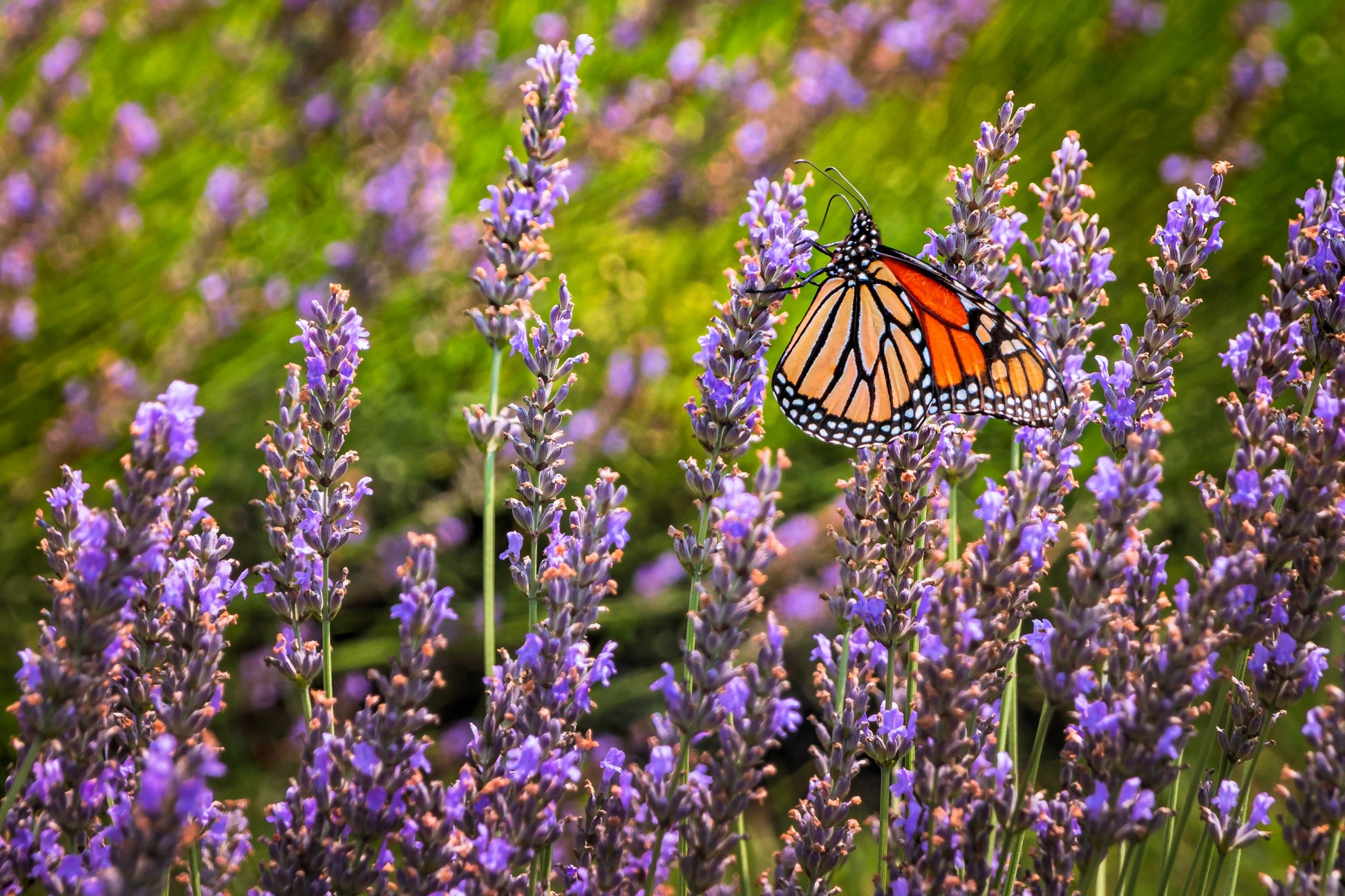 lavender vera plant 500 True ENGLISH LAVENDER VERA Lavandula Angustifolia Vera Herb Purple – Seedville USA