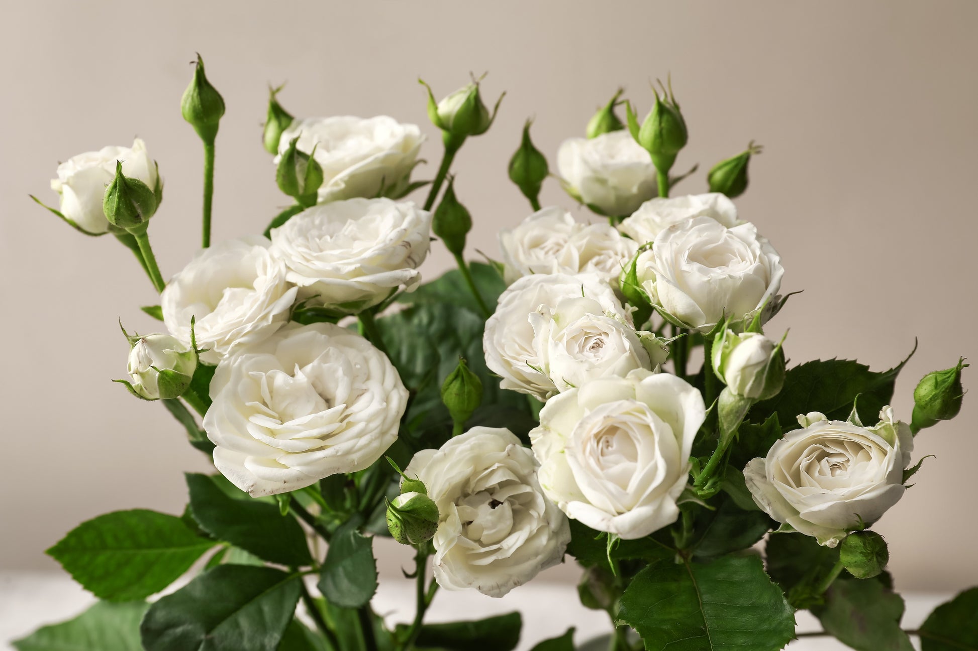 white rose seeds for sale 5 WHITE ROSE Rosa Bush Shrub Perennial Flower Seeds