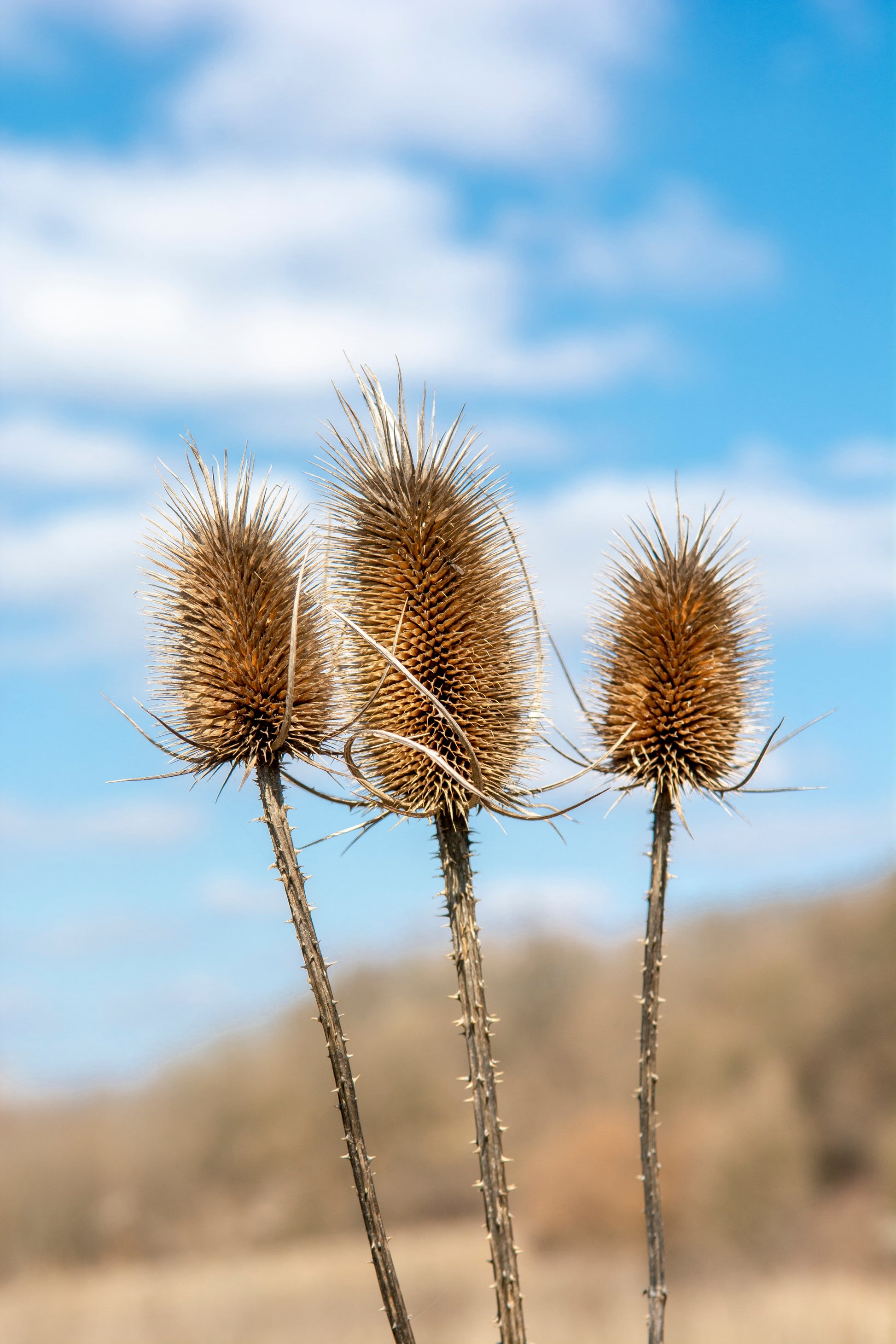 teasel plant seeds 75 FULLERS TEASEL Indian Teasel Dipsacus Sativus White Flower Herb See – Seedville USA