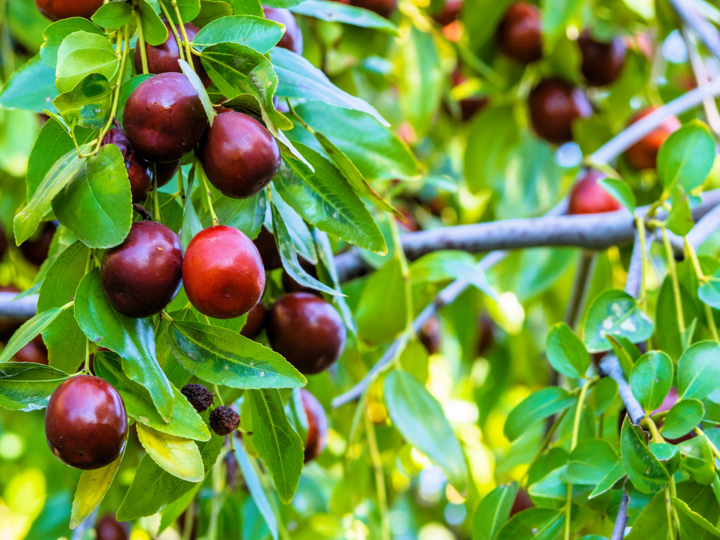 20 ASIAN DATE Jujube Ziziphus Spinosa Common Chinese Tsao Red Fruit Tree Seeds