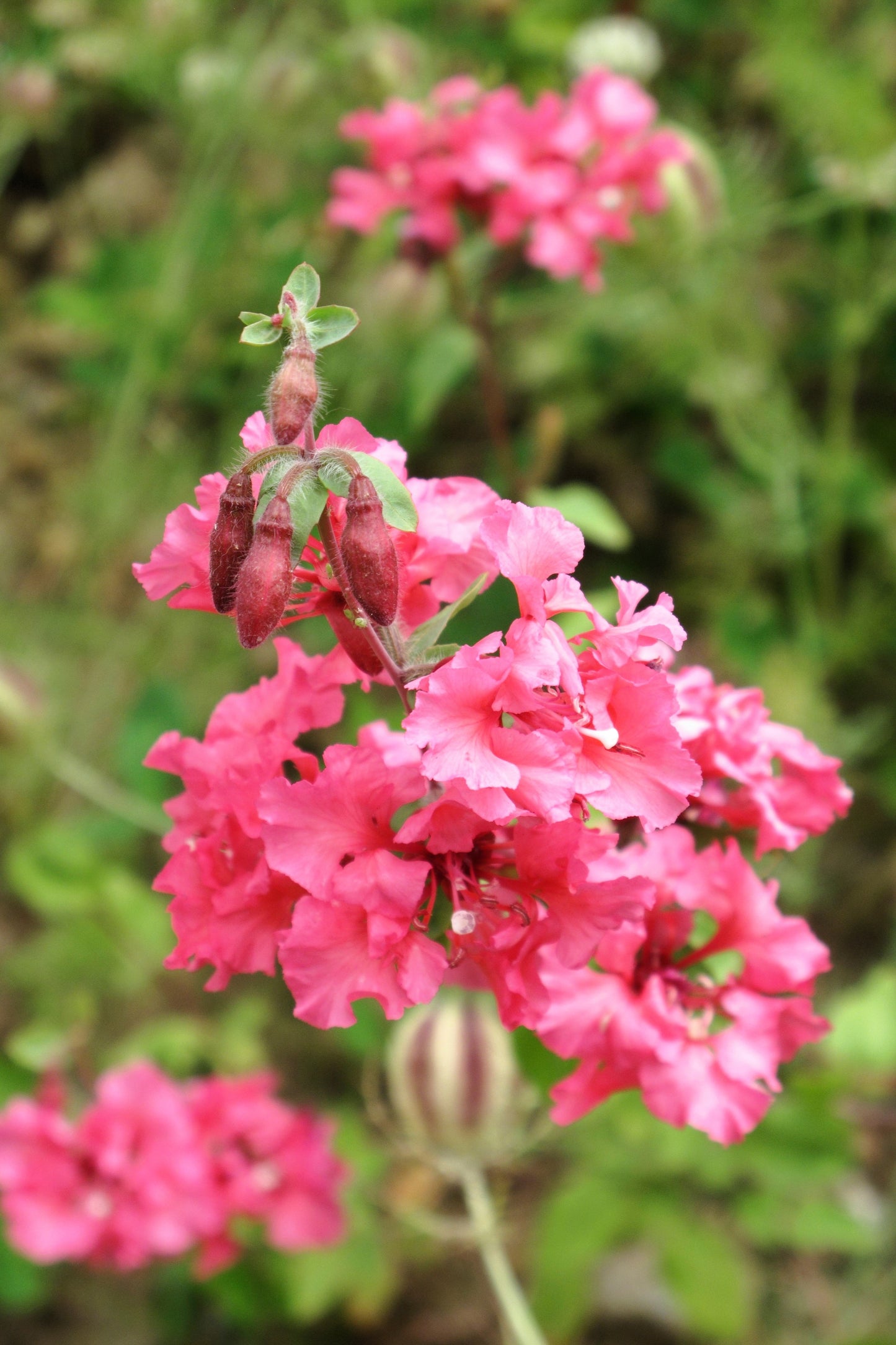 500 MIXED ELEGANT CLARKIA Mountain Garland Elegans Pink Purple Red Mix Flower Seeds