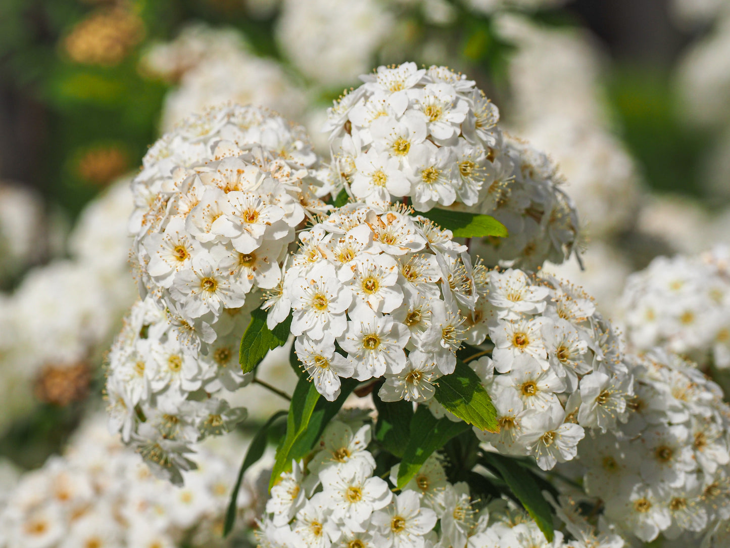 50 White CHINESE SPIREA Spiraea Chinensis Meadowsweet Flower Bush Shrub Seeds