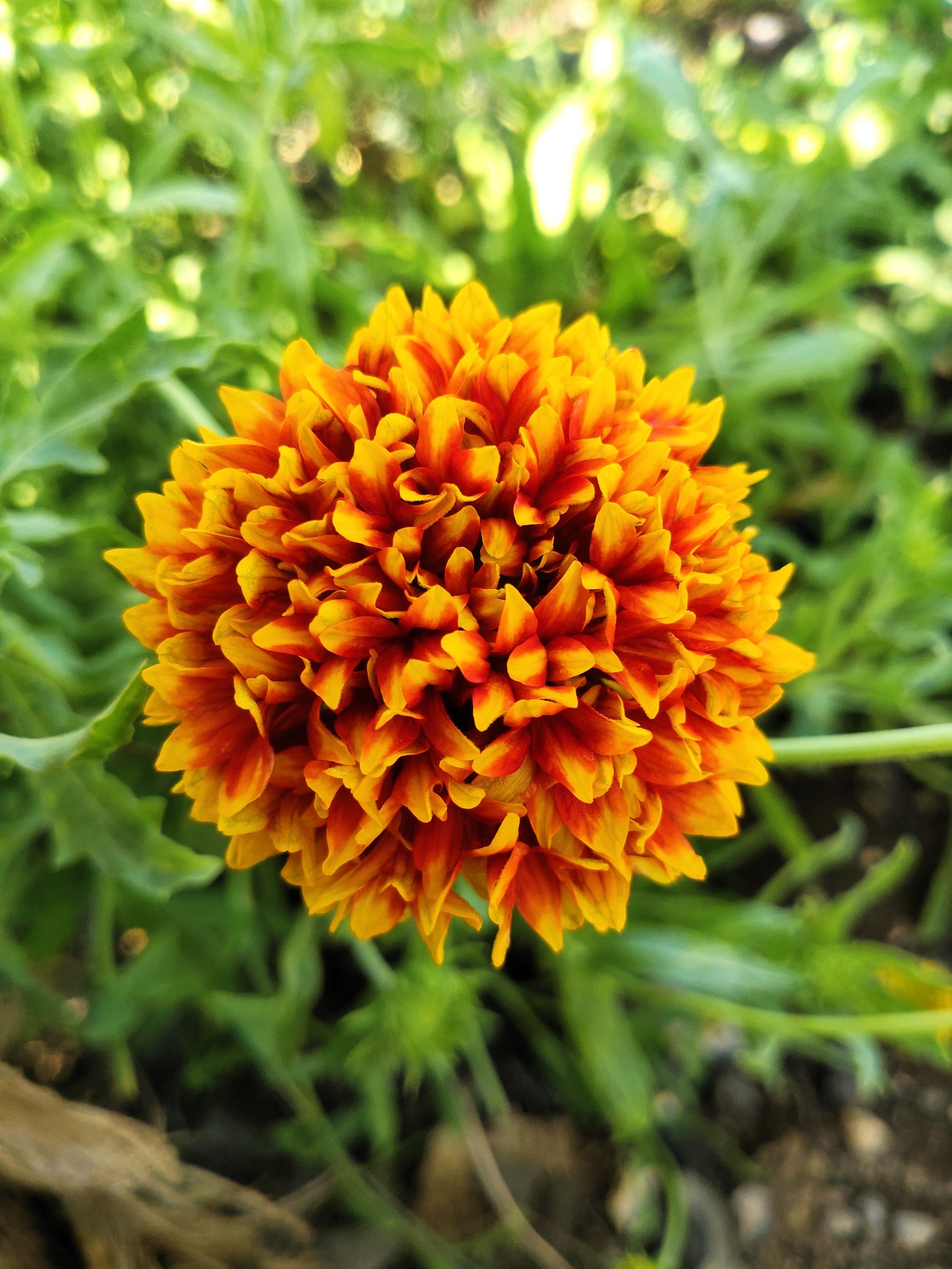 indian seeds and plants in usa 30 SUNDANCE BICOLOR GAILLARDIA Pulchella Indian Blanket Flower Seeds