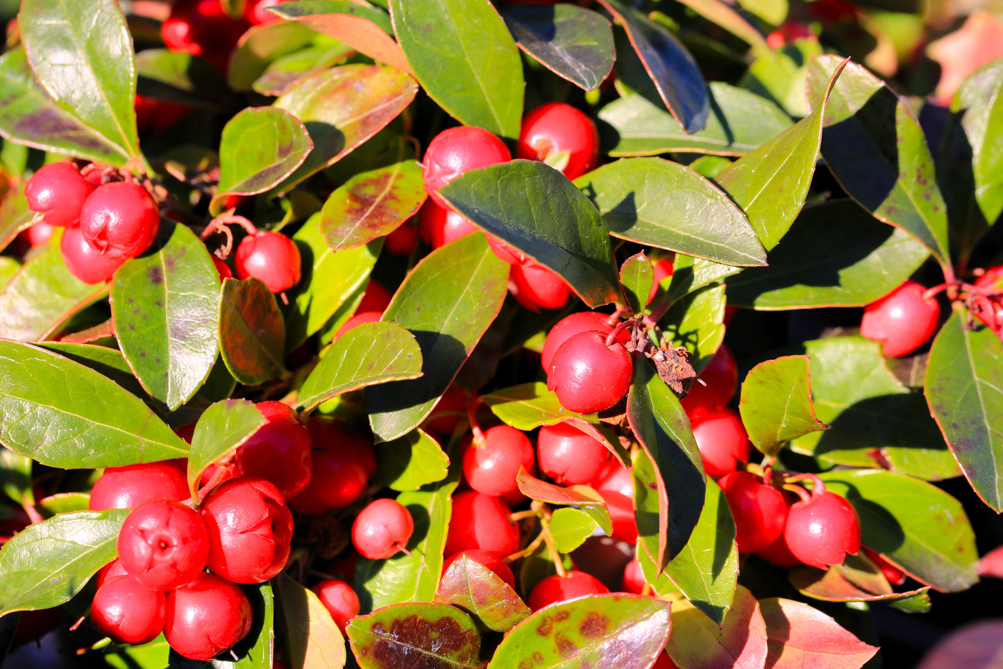 20 Creeping WINTERGREEN / TEABERRY Gaultheria Procumbens Evergreen Flower Seeds