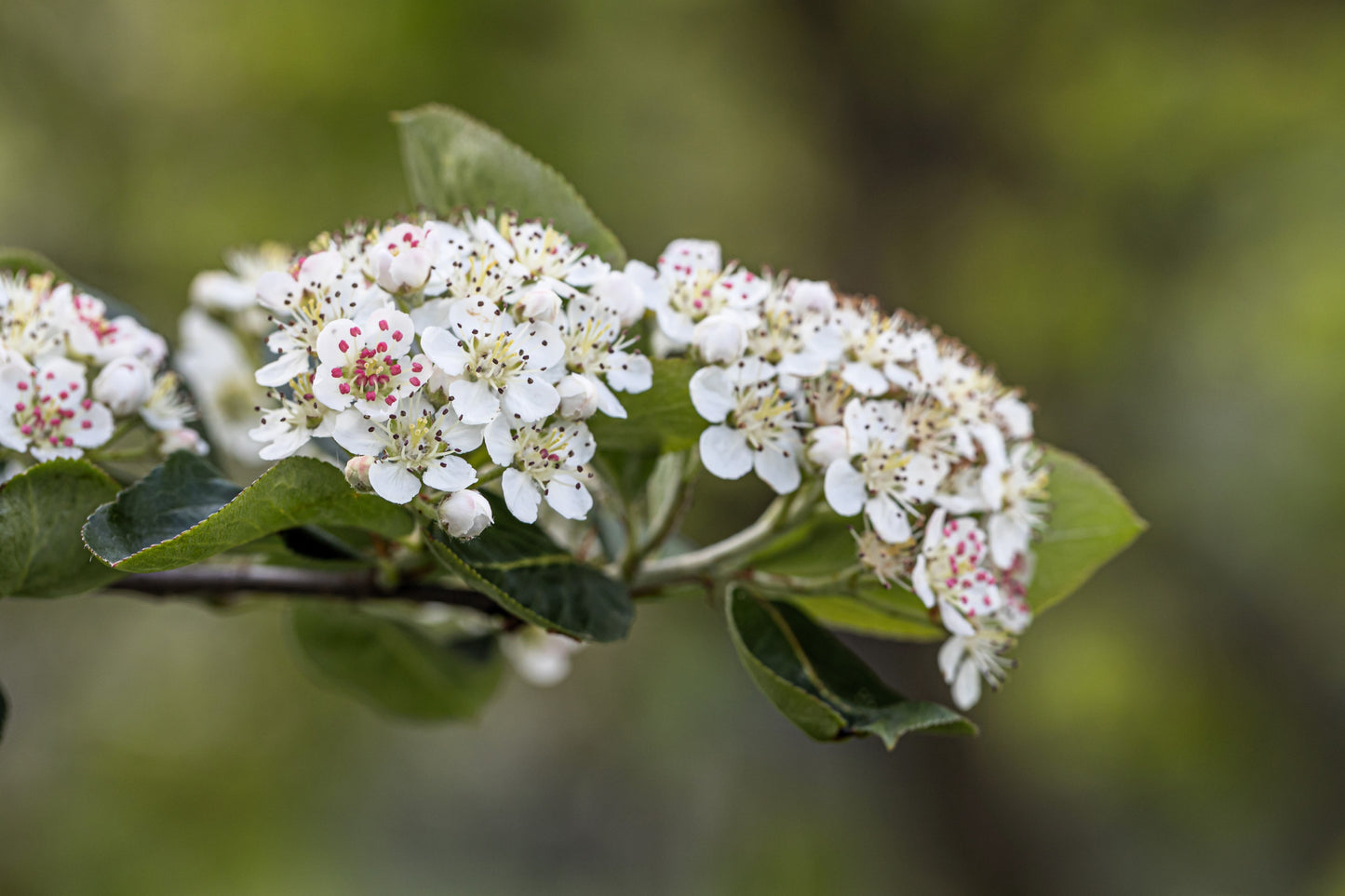 30 PURPLE CHOKEBERRY Aronia Prunifolia White Flower Fruit Shrub Seeds