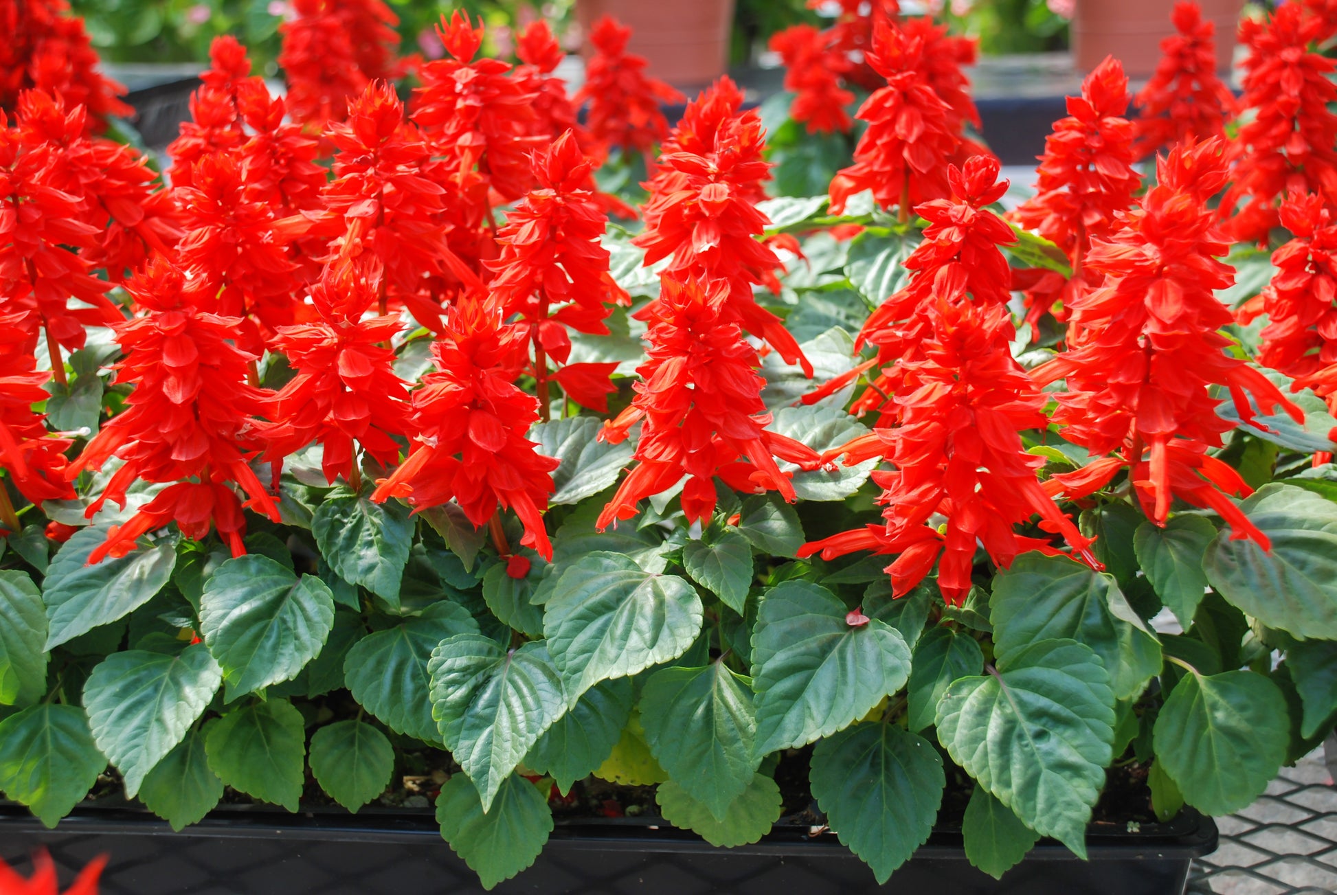 red flower seeds 50 RED SALVIA Splendens St. John's Fire Scarlet Sage Flower Seeds