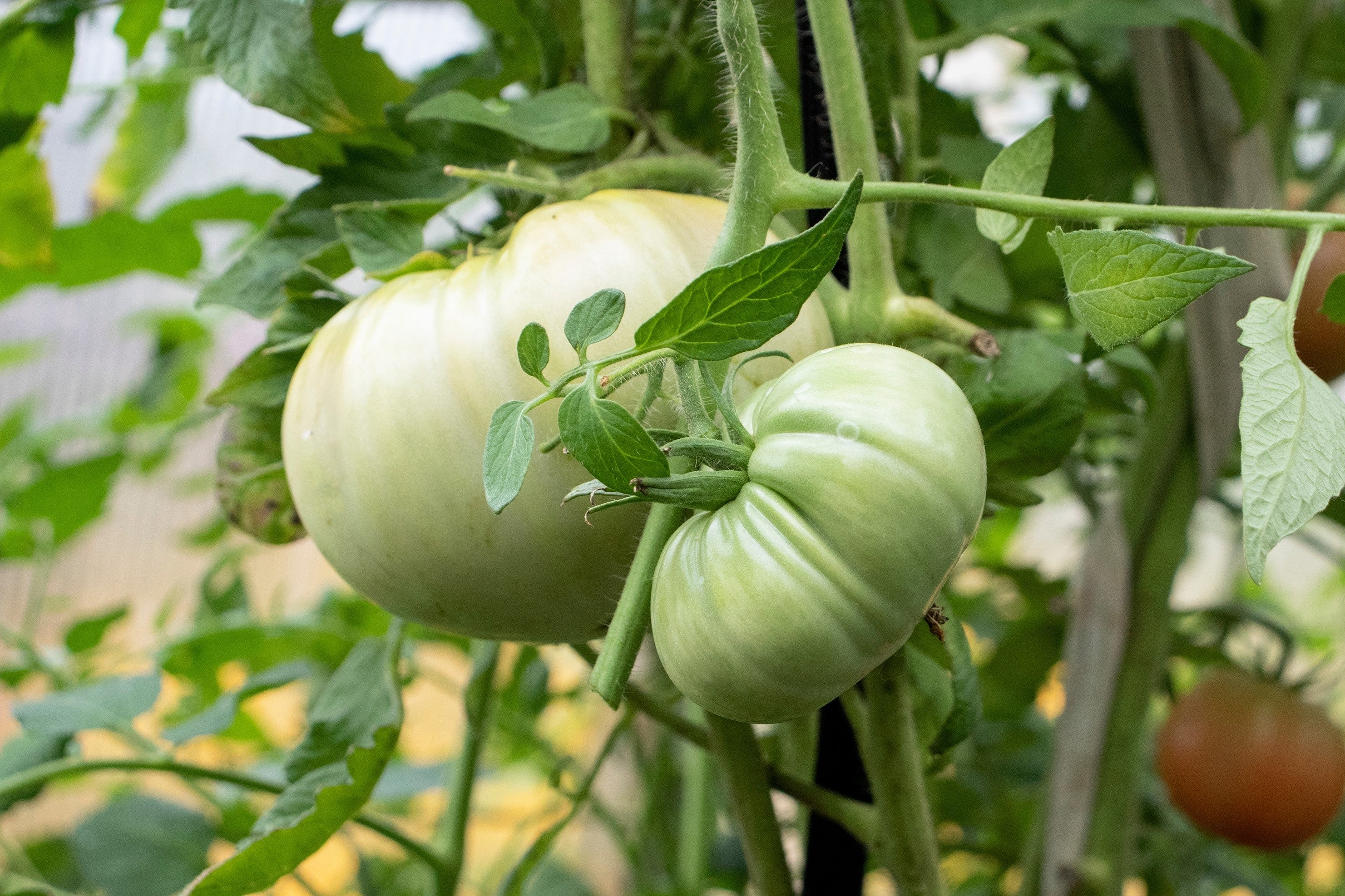 50 WHITE Wonder BEEFSTEAK TOMATO Lycopersicon 1 - 2 lb Fruit