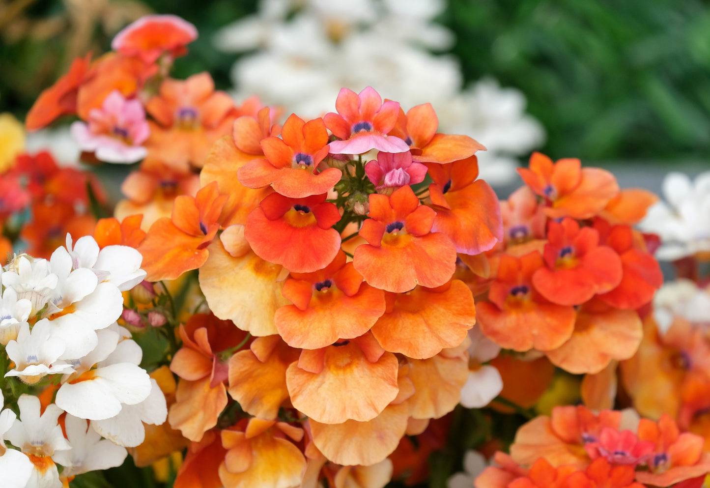 50 ORANGE PRINCE NEMESIA Strumosa Flower Seeds