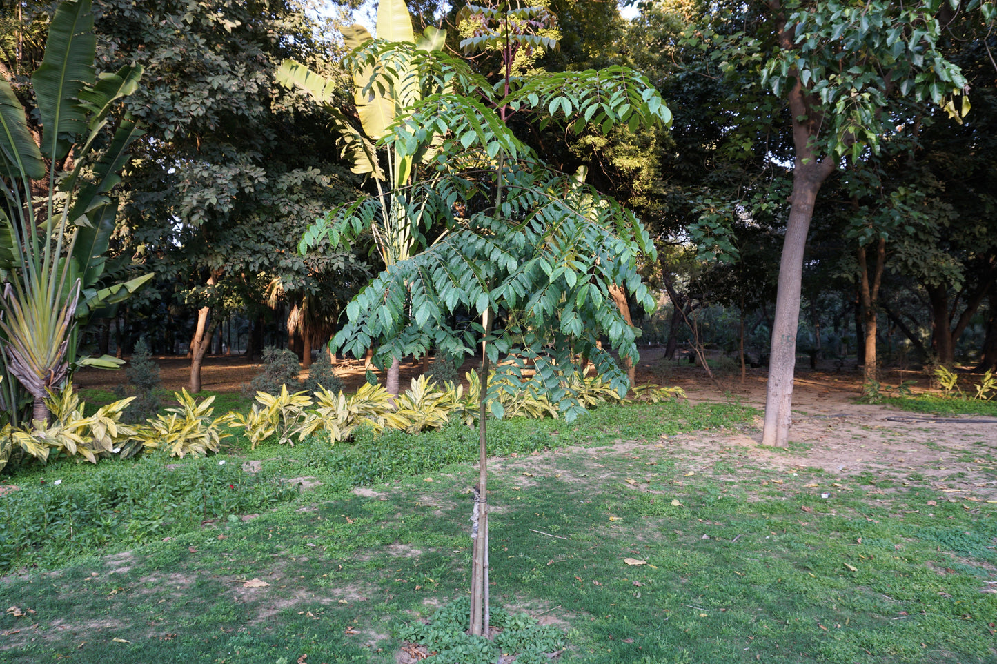 25 DEVIL'S WALKINGSTICK Shrub Flower Prickly Ash Elder Aralia Spinosa Seeds