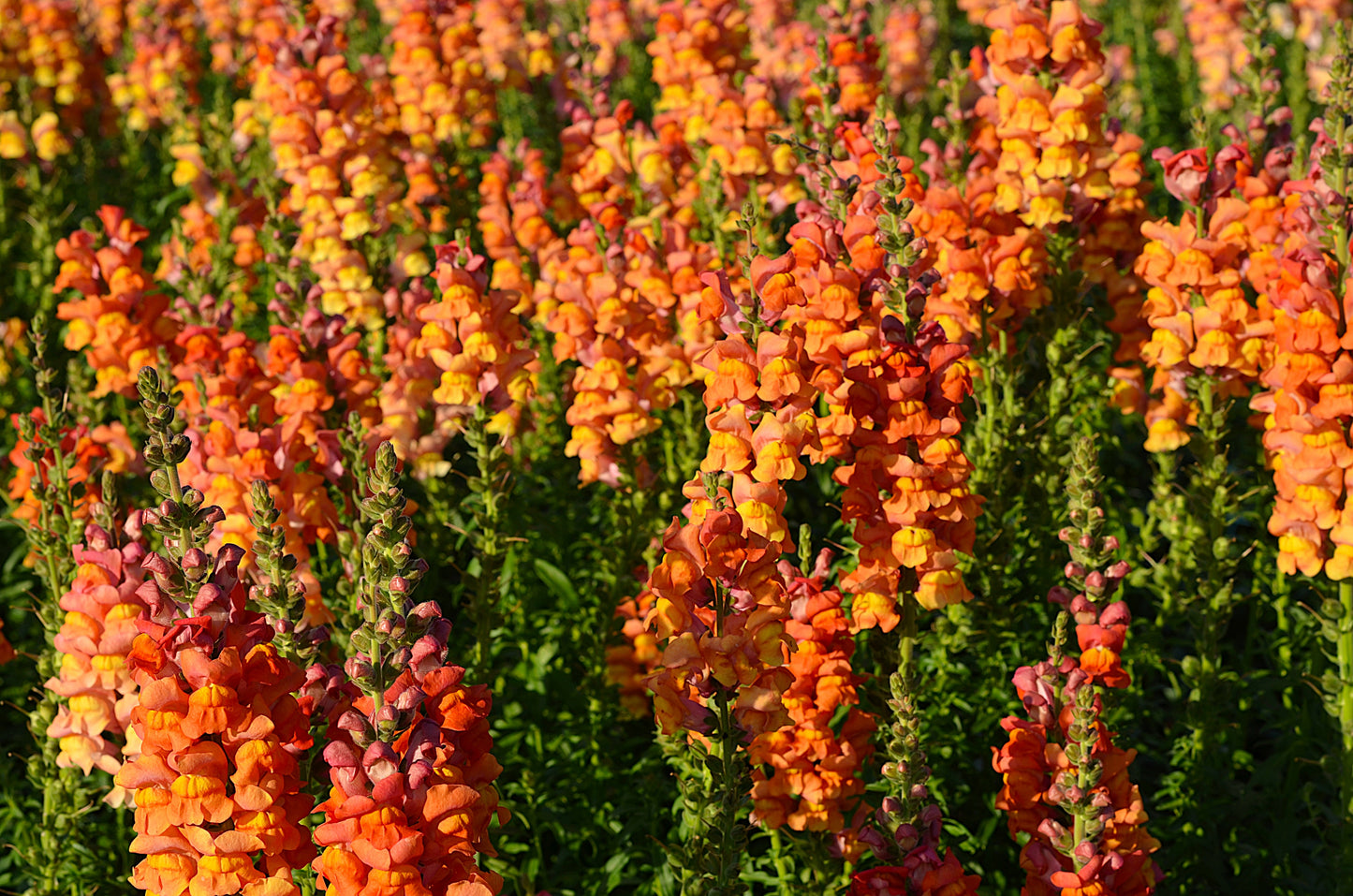 250 ORANGE WONDER SNAPDRAGON Antirrhinum Majus Flower Seeds