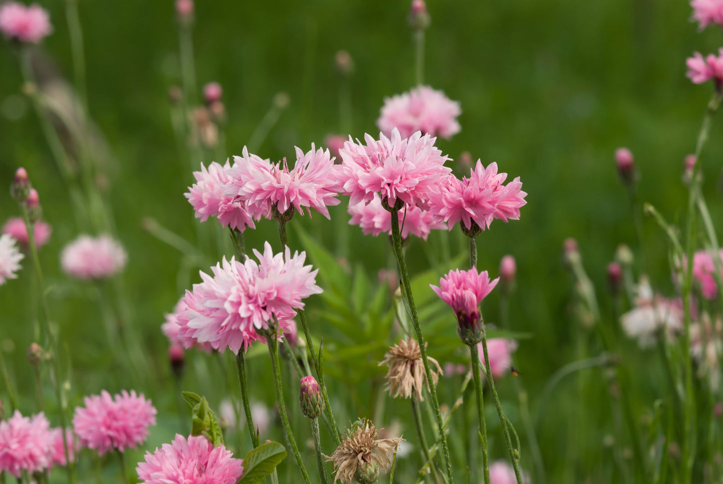 750 Pink BACHELOR'S BUTTON / CORNFLOWER Centaurea Cyanus Flower Seeds