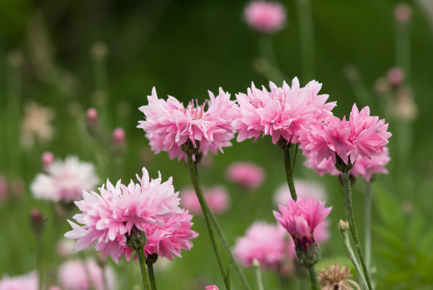 750 Pink BACHELOR'S BUTTON / CORNFLOWER Centaurea Cyanus Flower Seeds