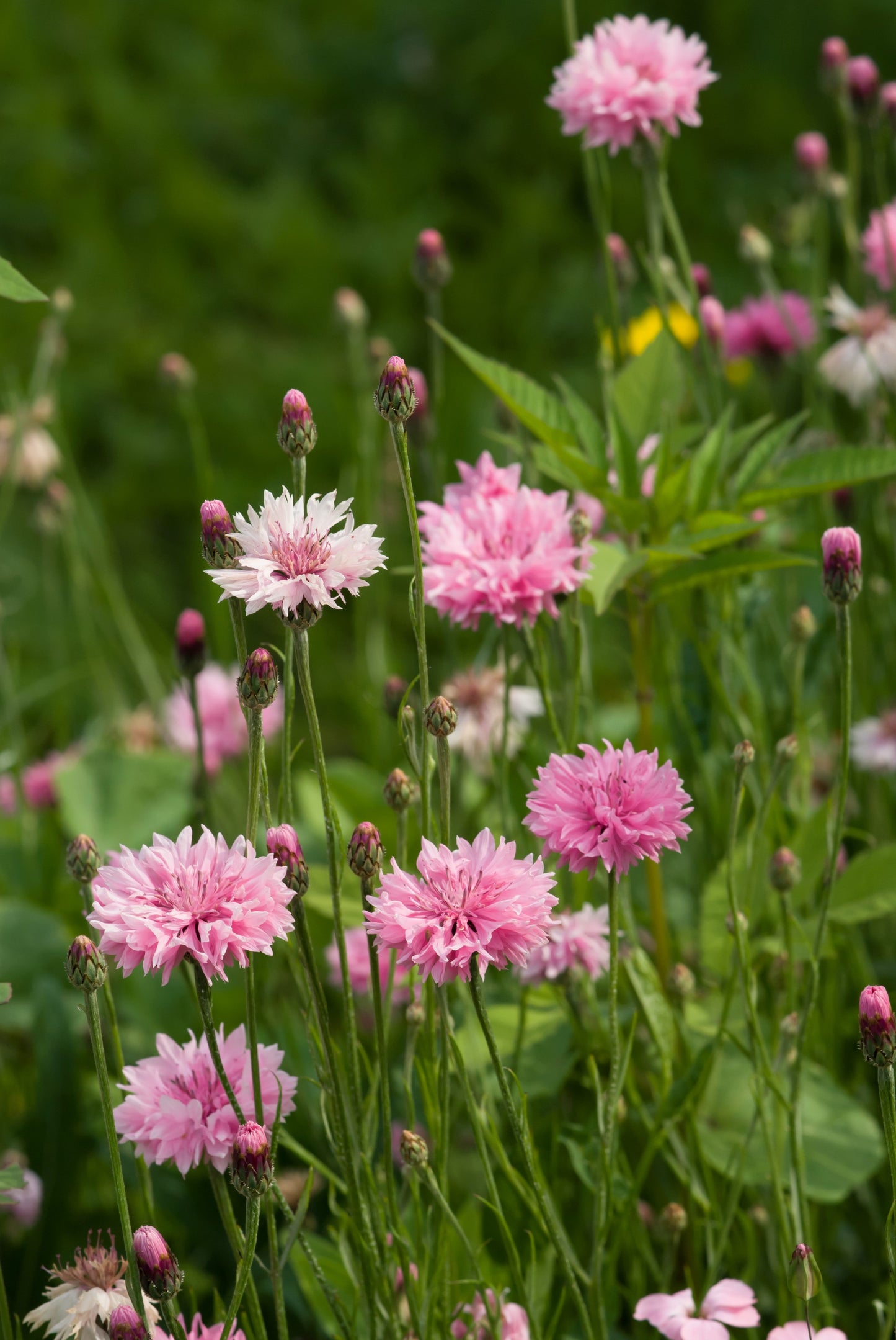 750 Pink BACHELOR'S BUTTON / CORNFLOWER Centaurea Cyanus Flower Seeds