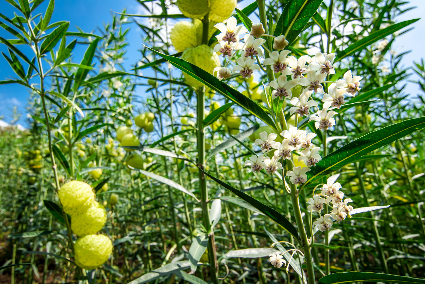 10 BALLOON MILKWEED Hairy Balls Butterfly Weed Asclepias Gomphocarpus Physocarpus Monarch Flower Seeds