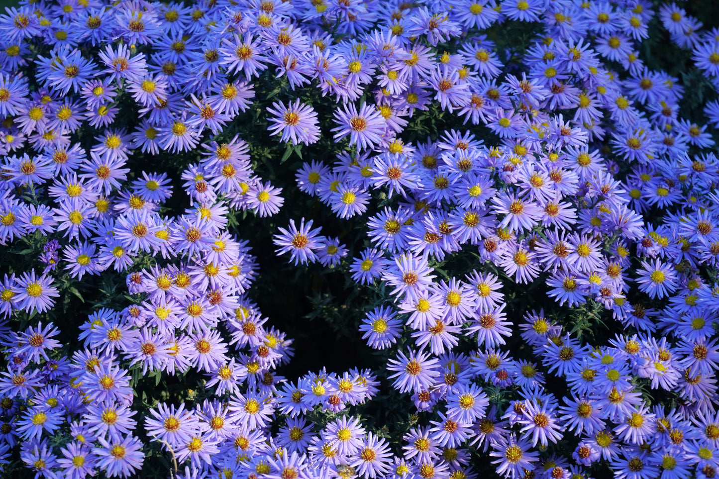 50 Blue RICE BUTTON ASTER Dumosus Flower Seeds