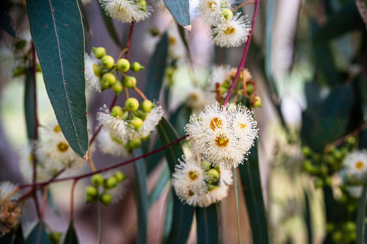 Eucalyptus Perriniana Spinning Gum Bulk Seeds - Ireland Eucalyptus Perriniana Spinning Gum Bulk Seeds - Ireland