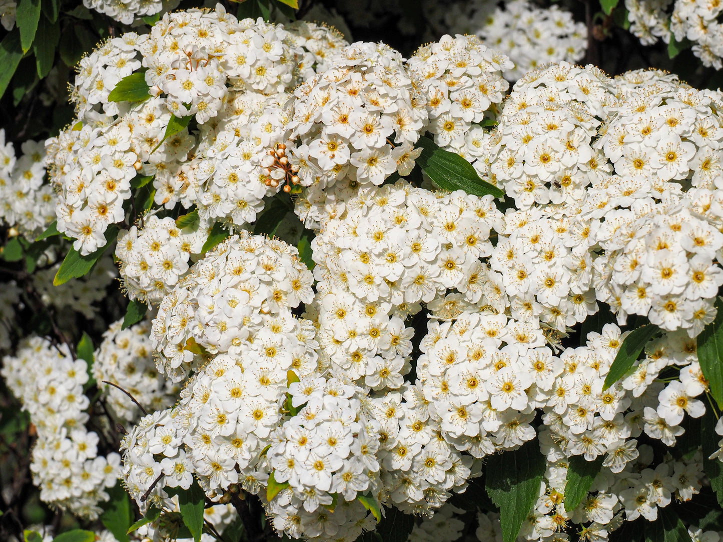50 White CHINESE SPIREA Spiraea Chinensis Meadowsweet Flower Bush Shrub Seeds