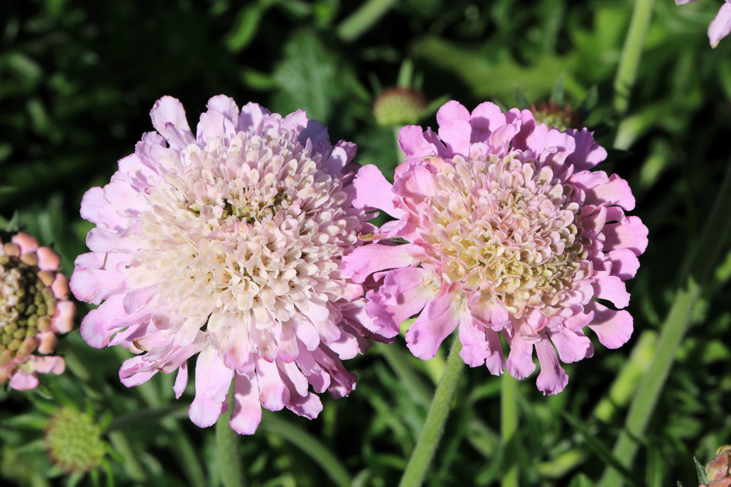 50 FINEST MIXED Colors SCABIOSA (Mourning Bride / Pin Cushion) Scabiosa Atropurpurea Flower Seeds