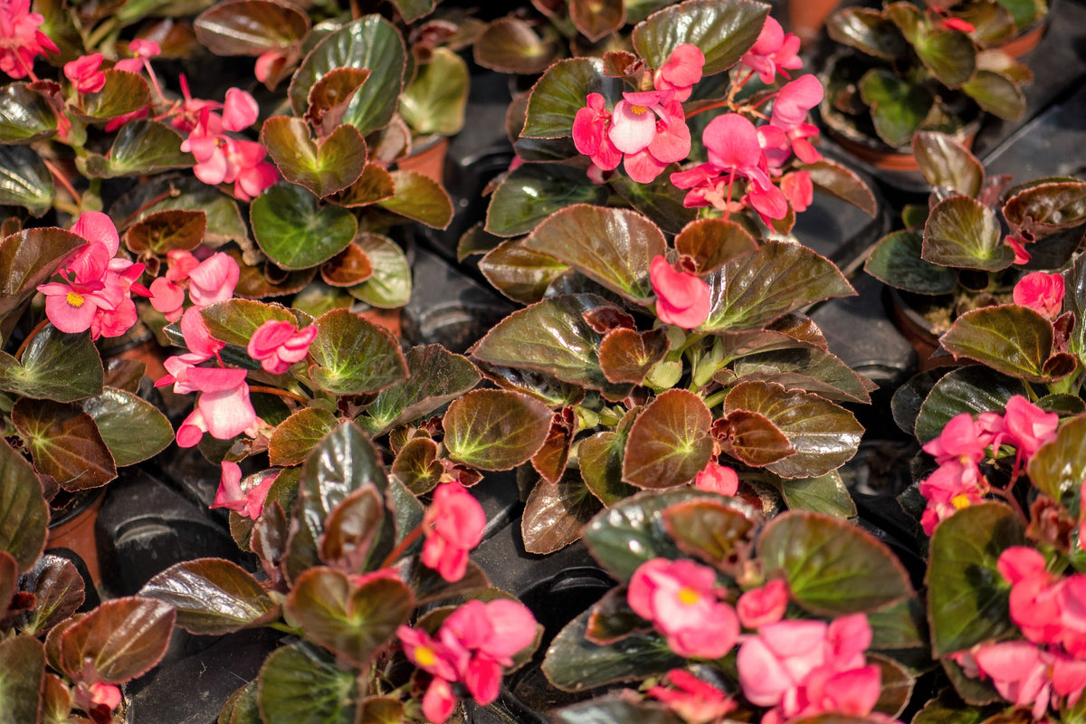 25 WAX MIXED BEGONIA Semperflorens Fibrous Mixed Colors Red Pink White ...