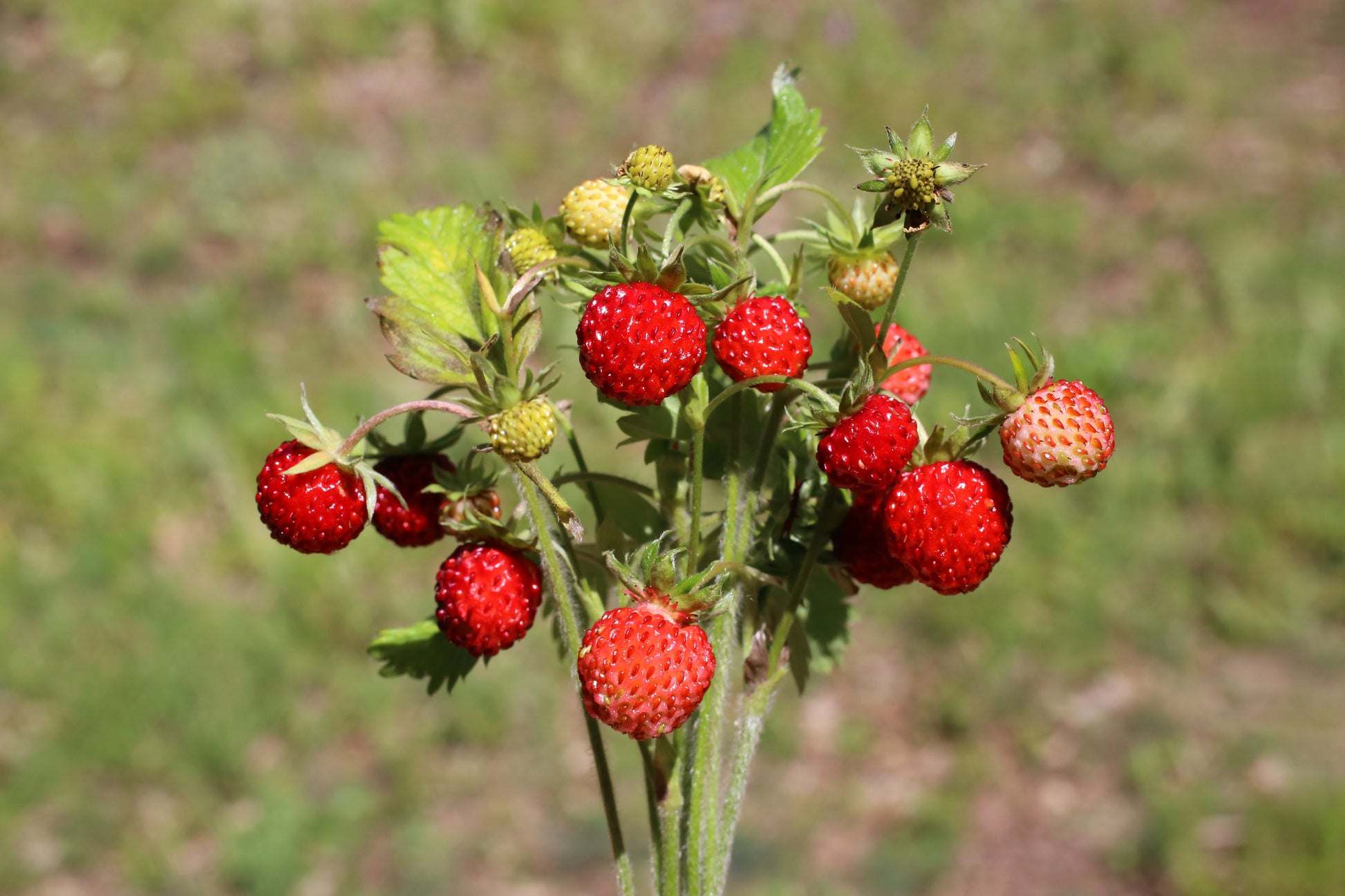 100 VESCA BARON STRAWBERRY Solemacher Berry Fragari Fruit Seeds – Seedville  USA