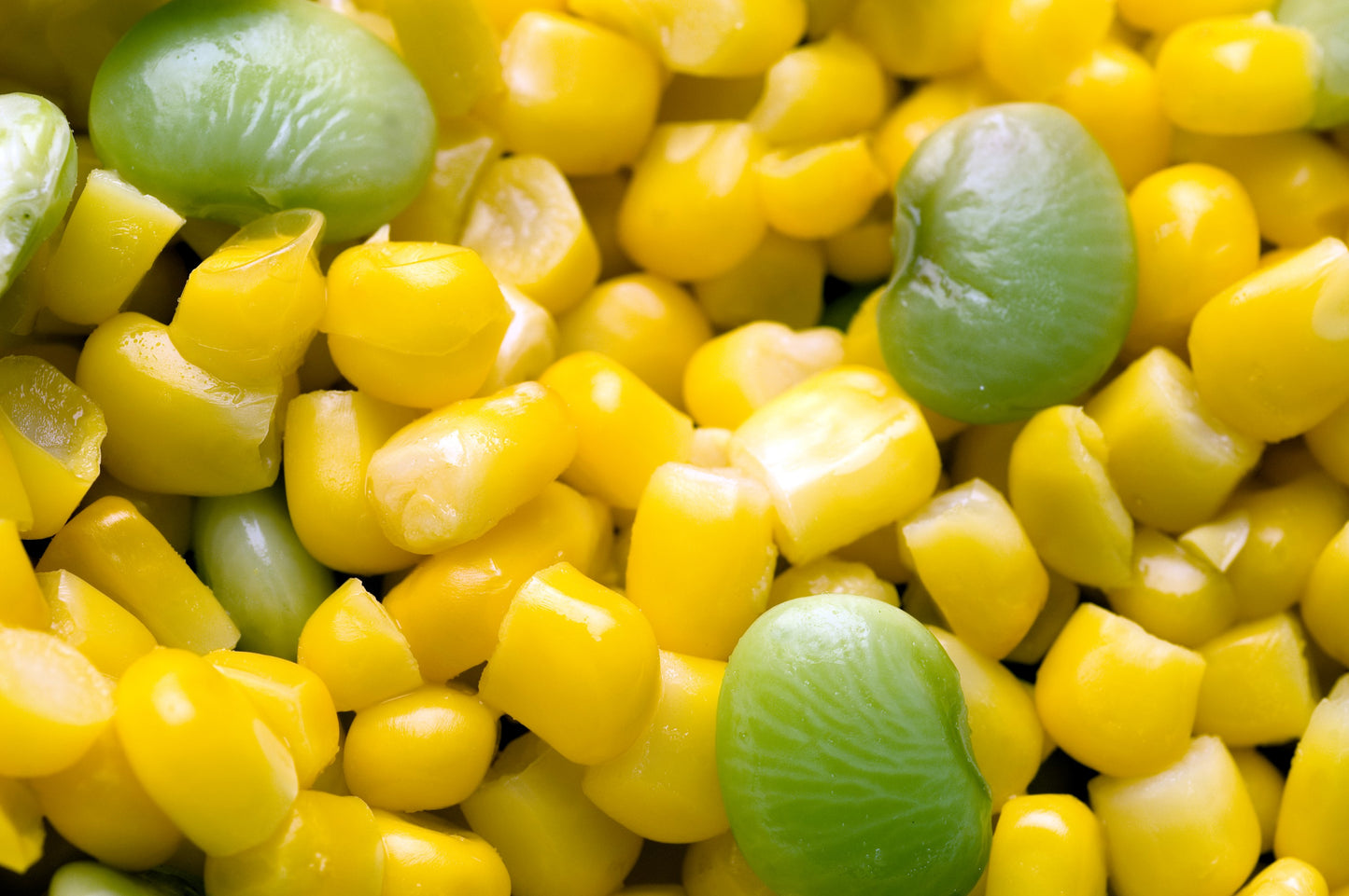 20 FORDHOOK LIMA BEAN Phaseolus Lunatus Bush Bean Vegetable Seeds