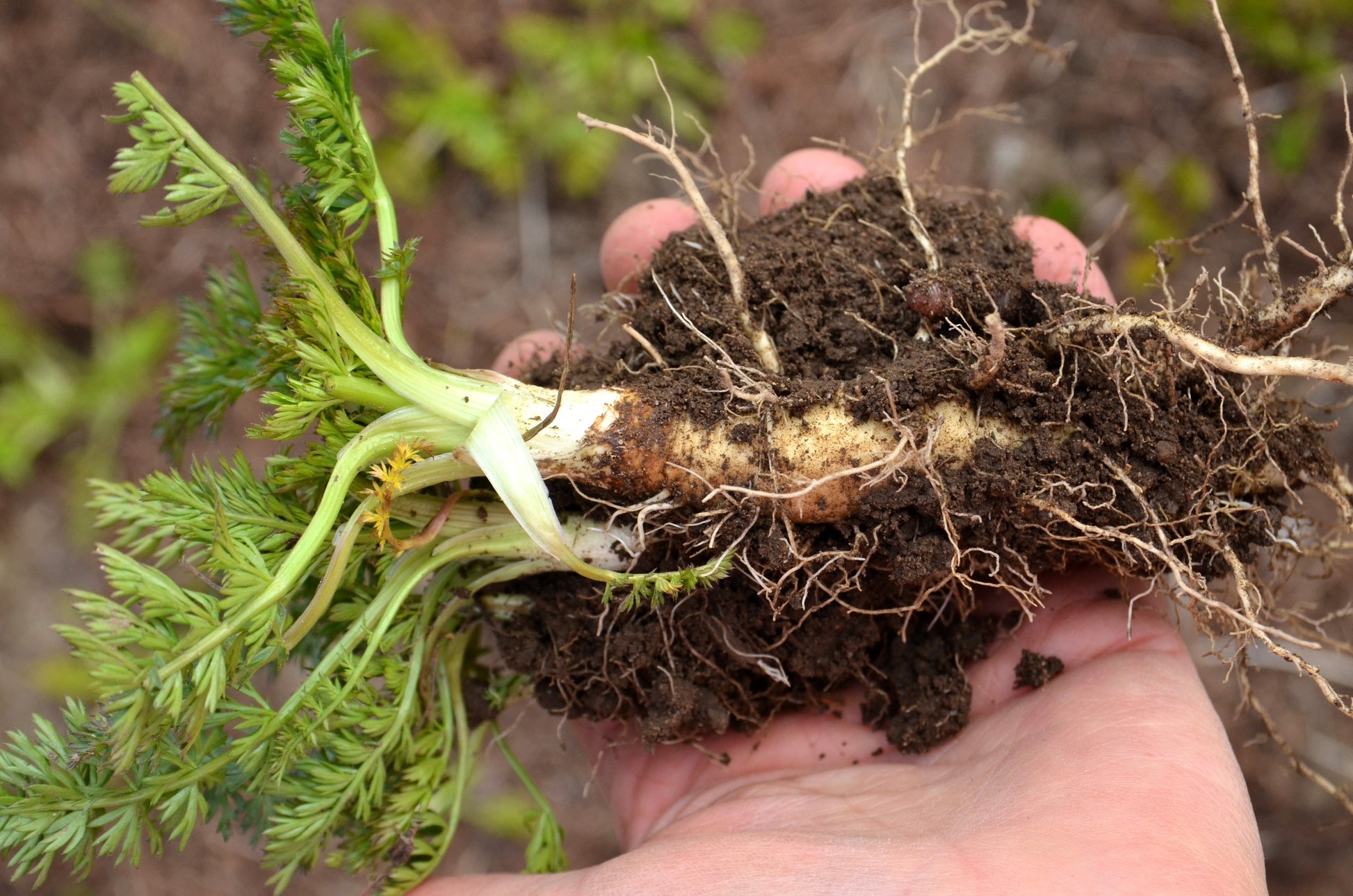 planting caraway seeds 400 CARAWAY Carum Carvi HERB Flower Seeds – Seedville USA