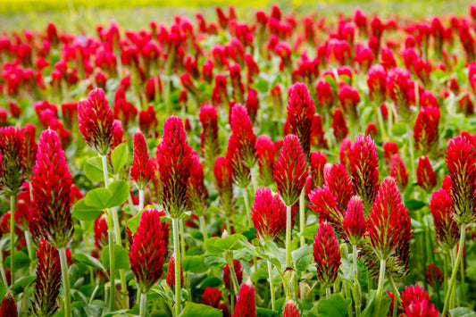 3000 CRIMSON CLOVER (Carnation, French, or Italian Clover) Trifolium Incarnatum Flower Seeds