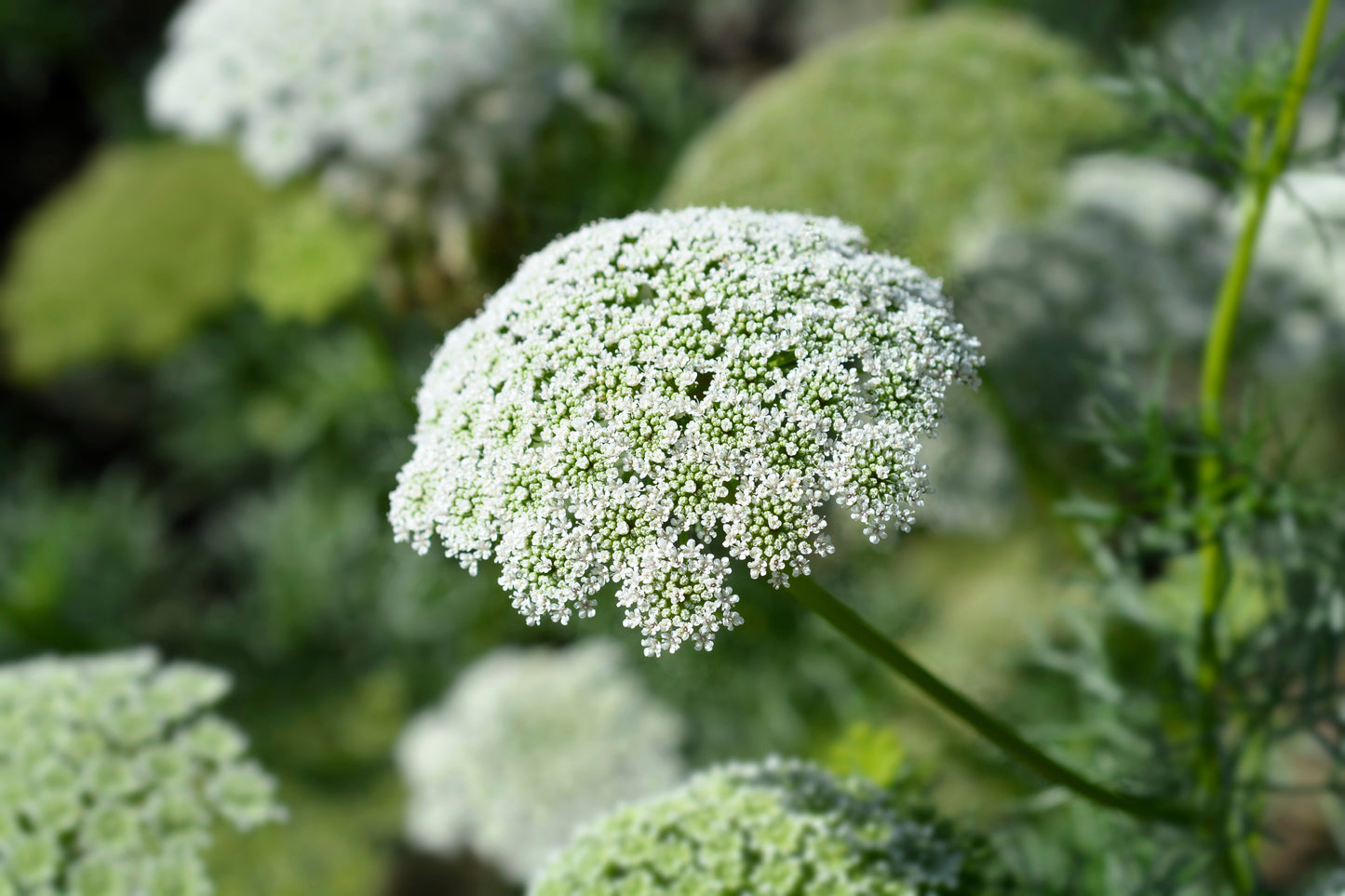 200 BISHOPS FLOWER Ammi Majus False Queen Annes Lace Seeds