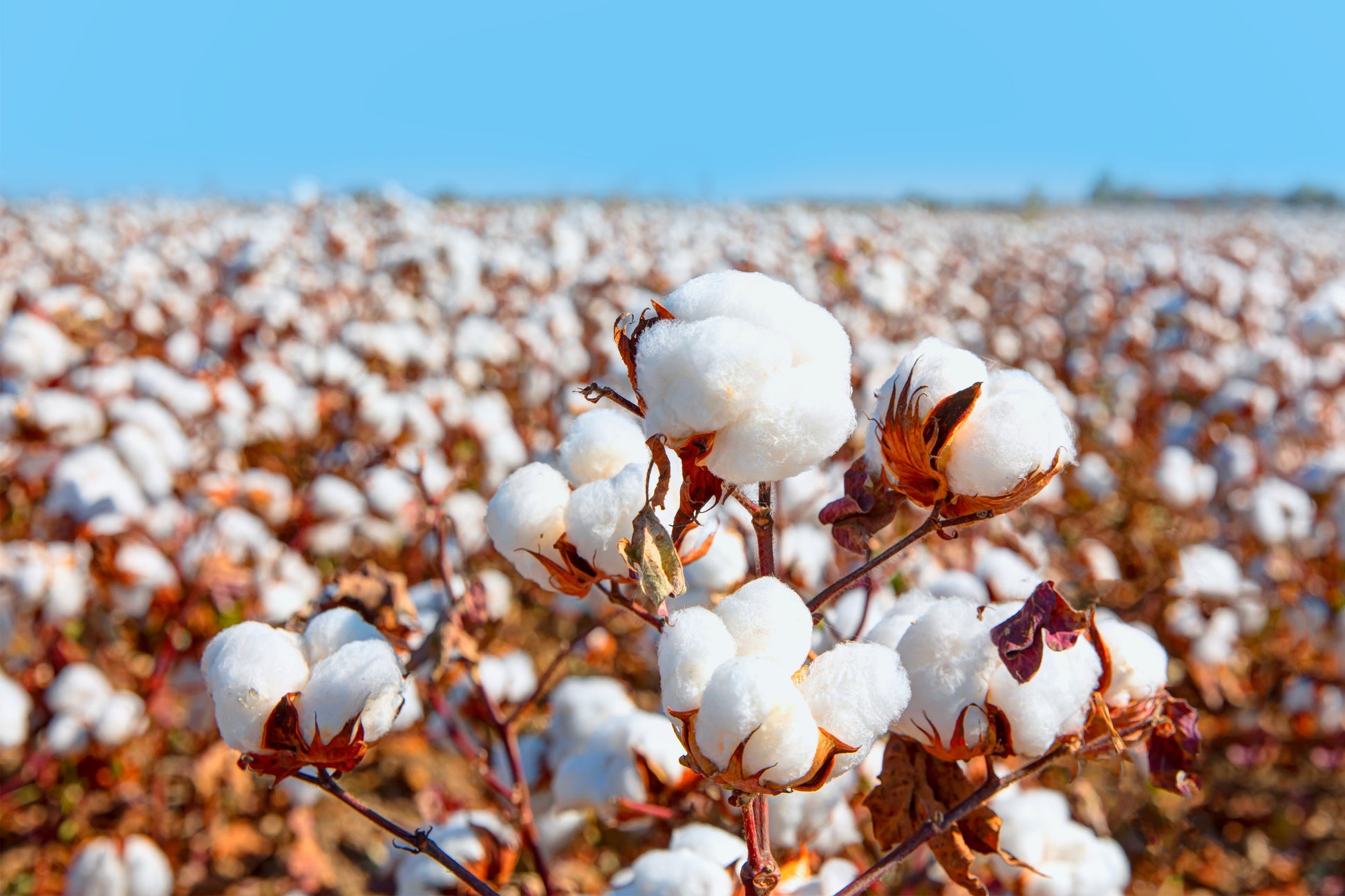 25 WHITE COTTON Gossypium Hirsutum Plant Seeds  Seedville USA