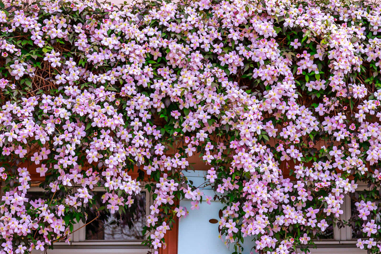 10 MIXED HYBRID CLEMATIS Hybrida Red Purple Pink Blue Bicolor Flower Vine Seeds