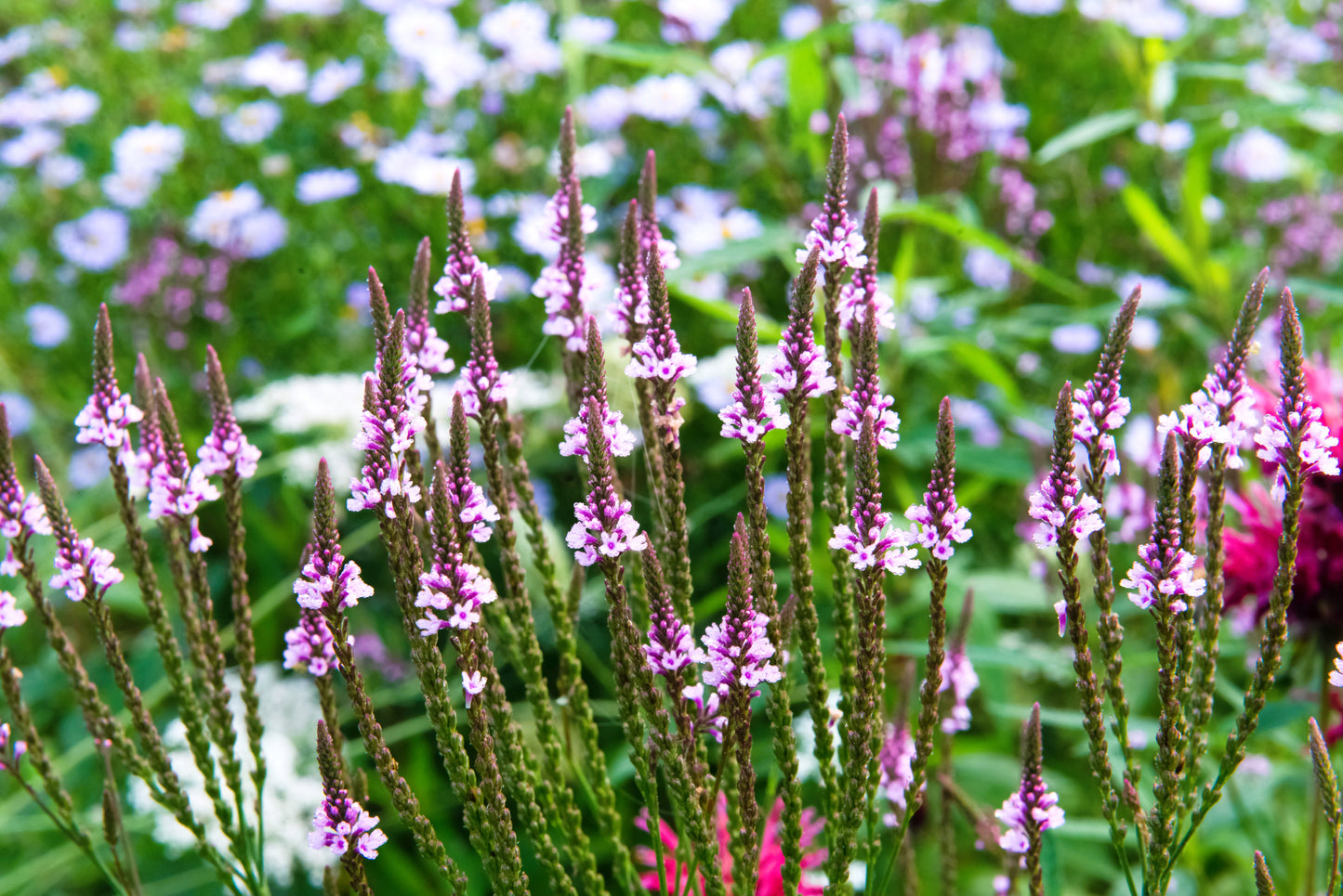 1000 Pink VERVAIN Verbena Hastata Rosea Flower Seeds