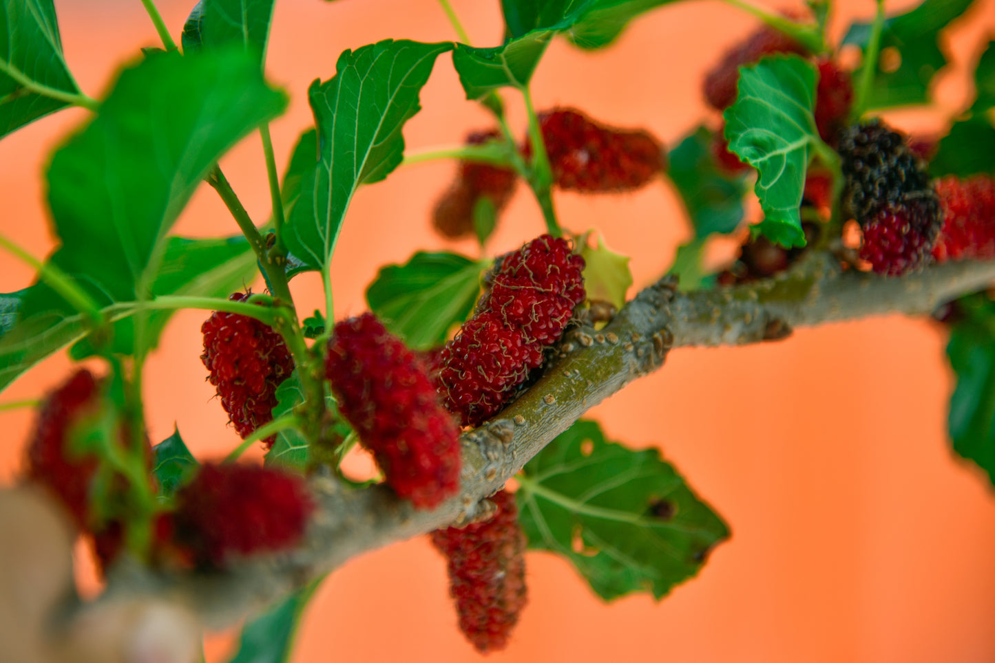 15 Red MULBERRY Morus Rubra Black Fruit Shrub Tree Seeds