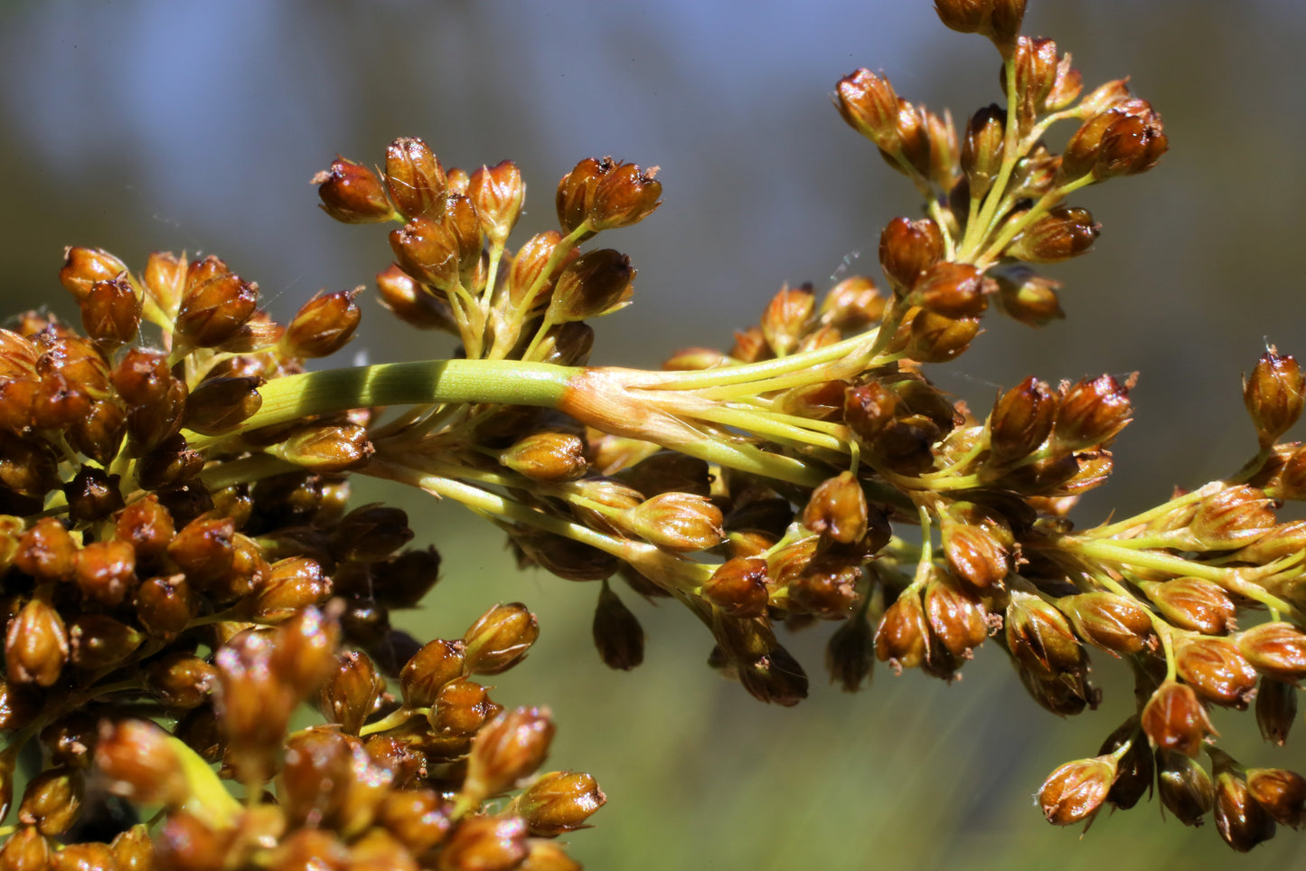 1000 SOFT RUSH (Common Rush) Juncus Effusus Ornamental Grass Seeds