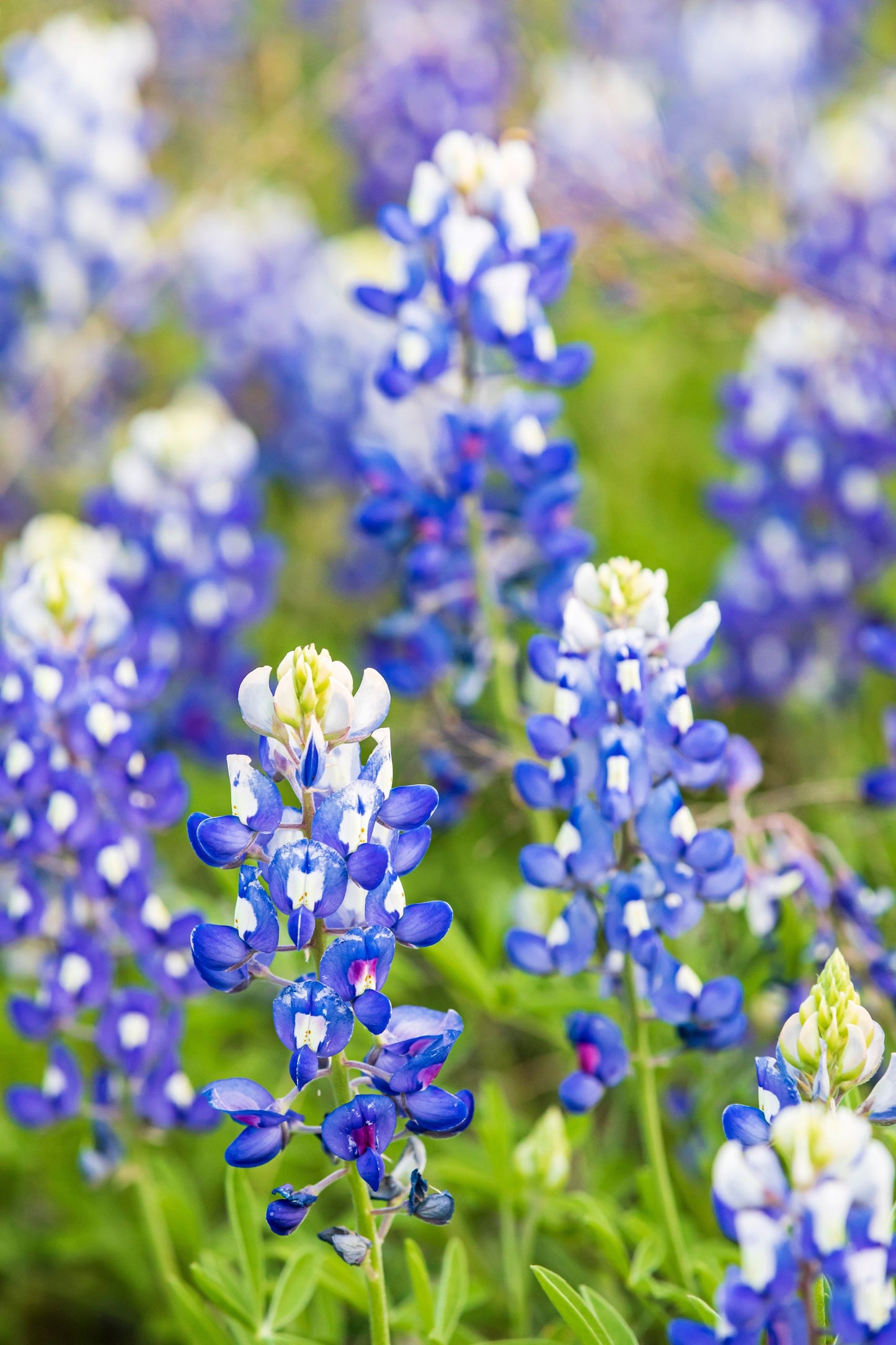 150 TEXAS BLUEBONNET LUPINE Lupinus Texensis Flower Seeds