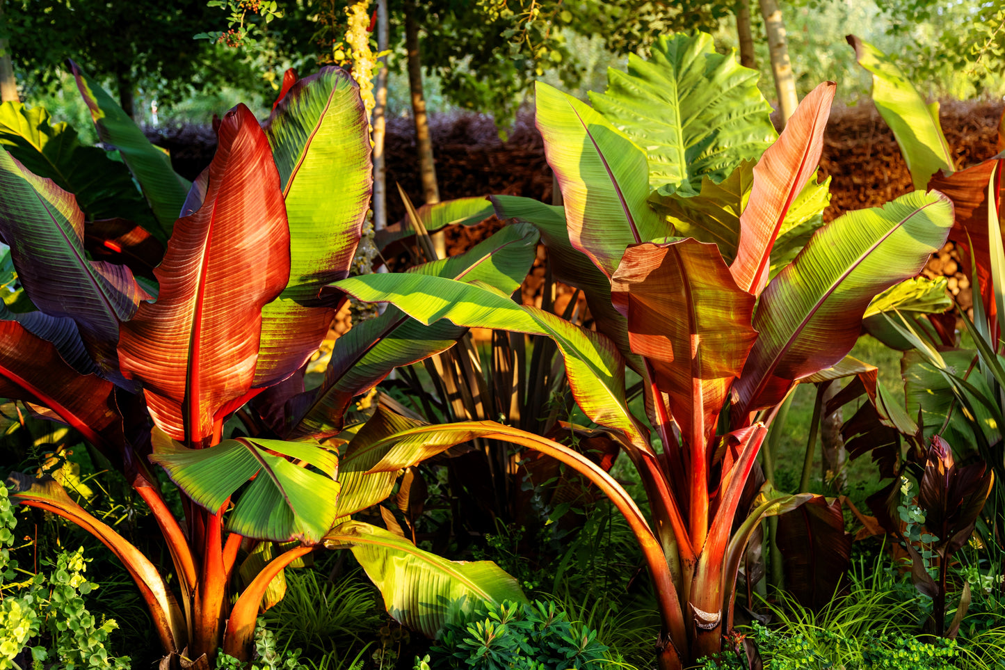 5 RED ABYSSINIAN BANANA Musa Ensete Ventricosum Flowering Fruit Tree Seeds